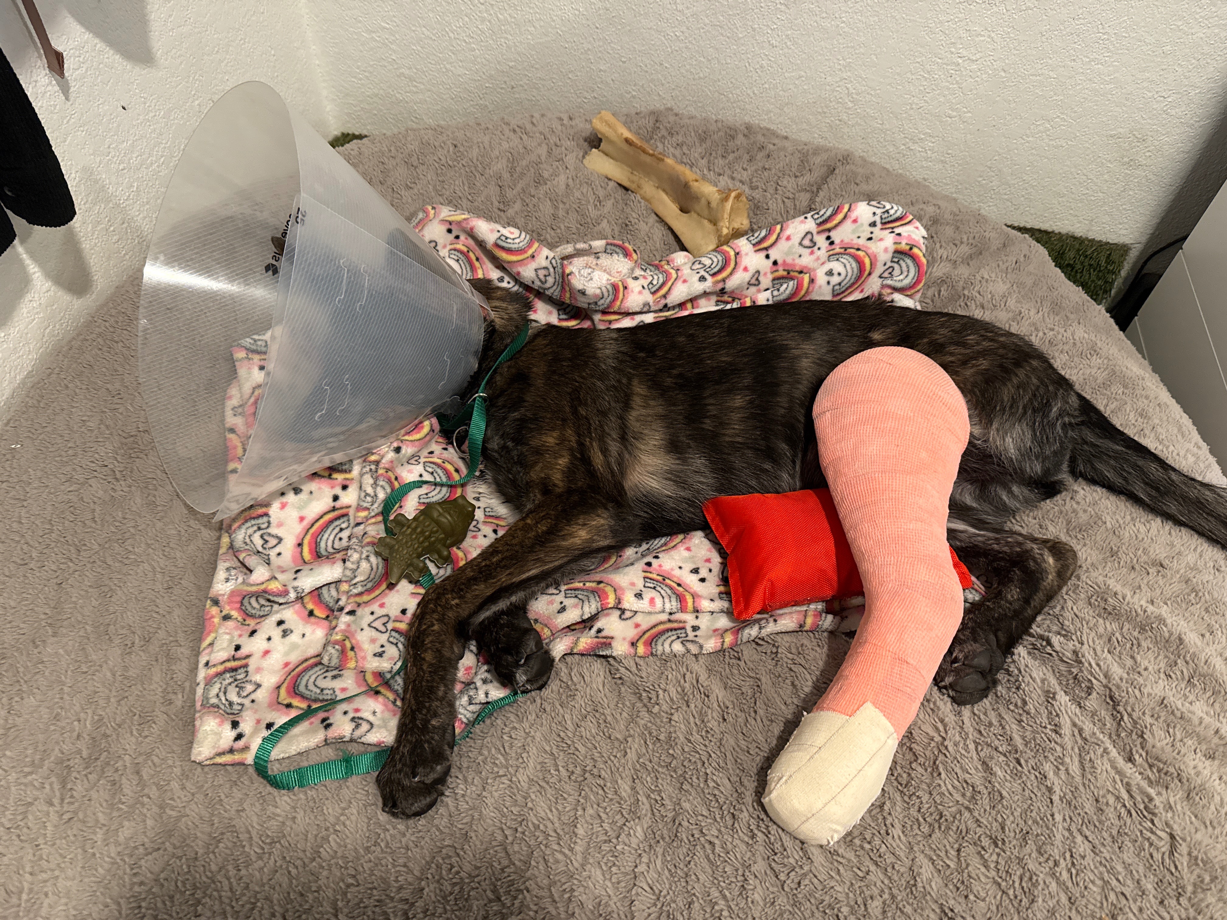Help Dior Walk Again: Leg Surgery Fund campaign photo, 6 of 7