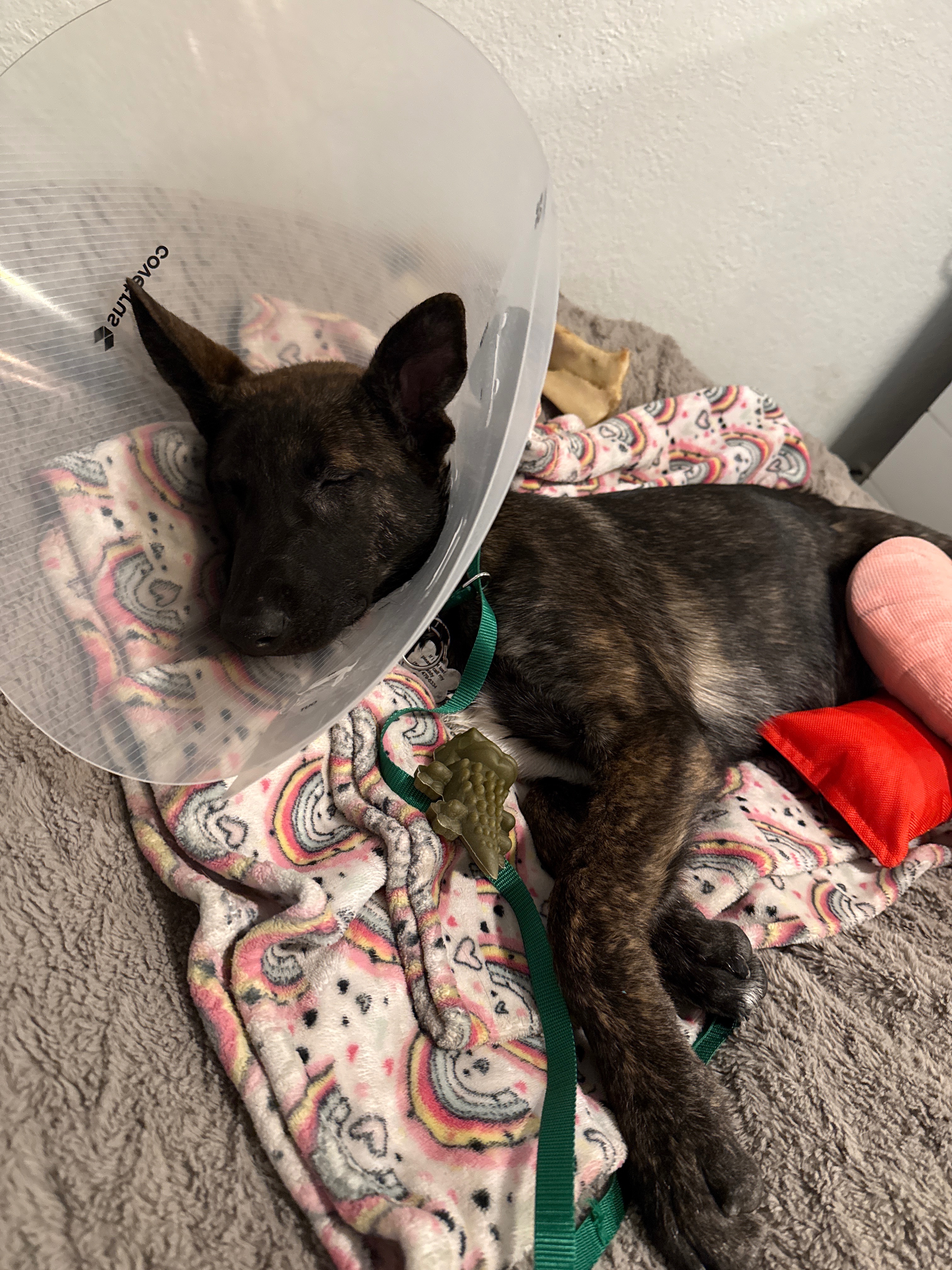 Help Dior Walk Again: Leg Surgery Fund campaign photo, 2 of 7