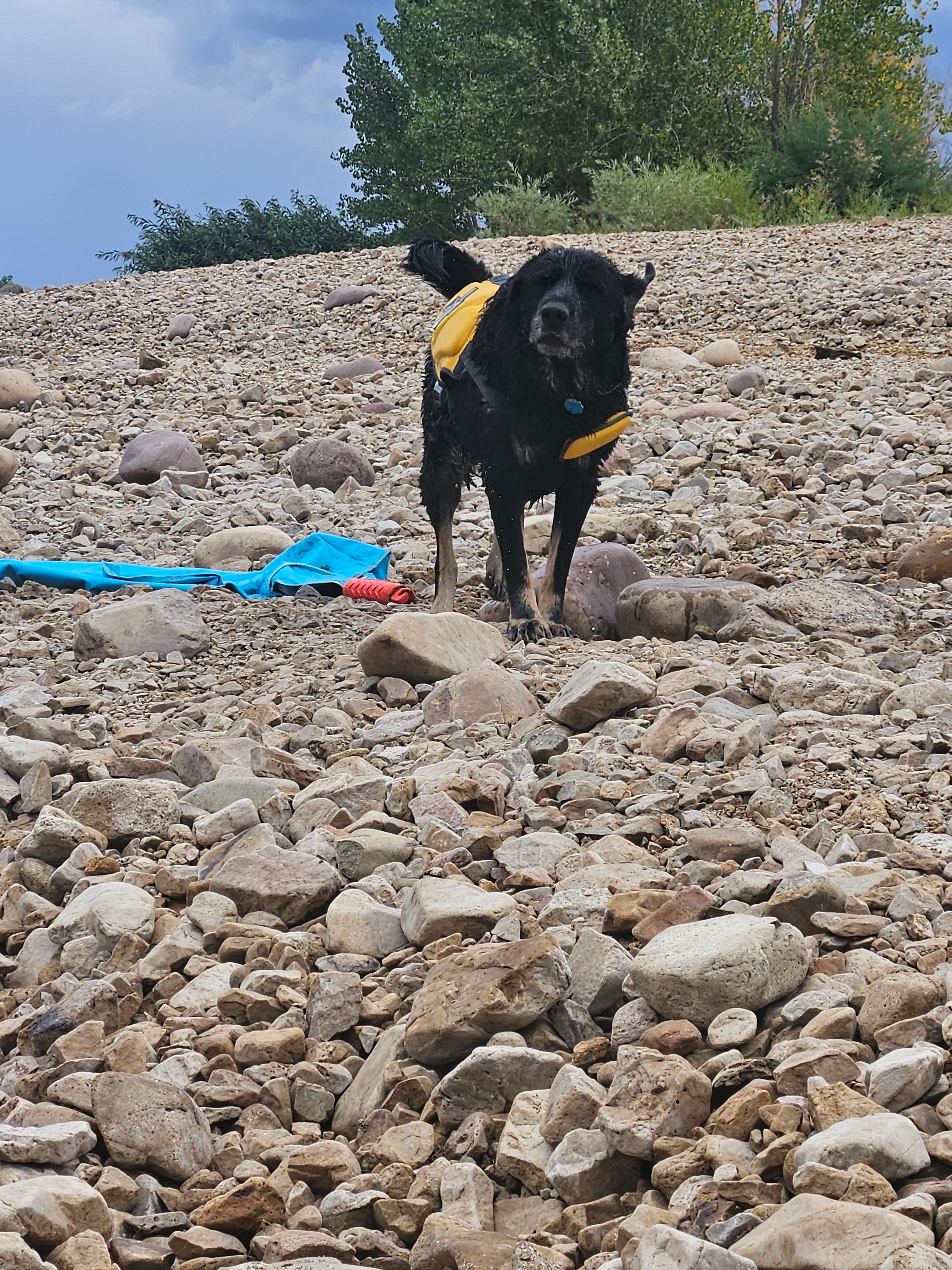 Rugers chemo help fund. Trying to give him his best life. campaign photo, 6 of 7