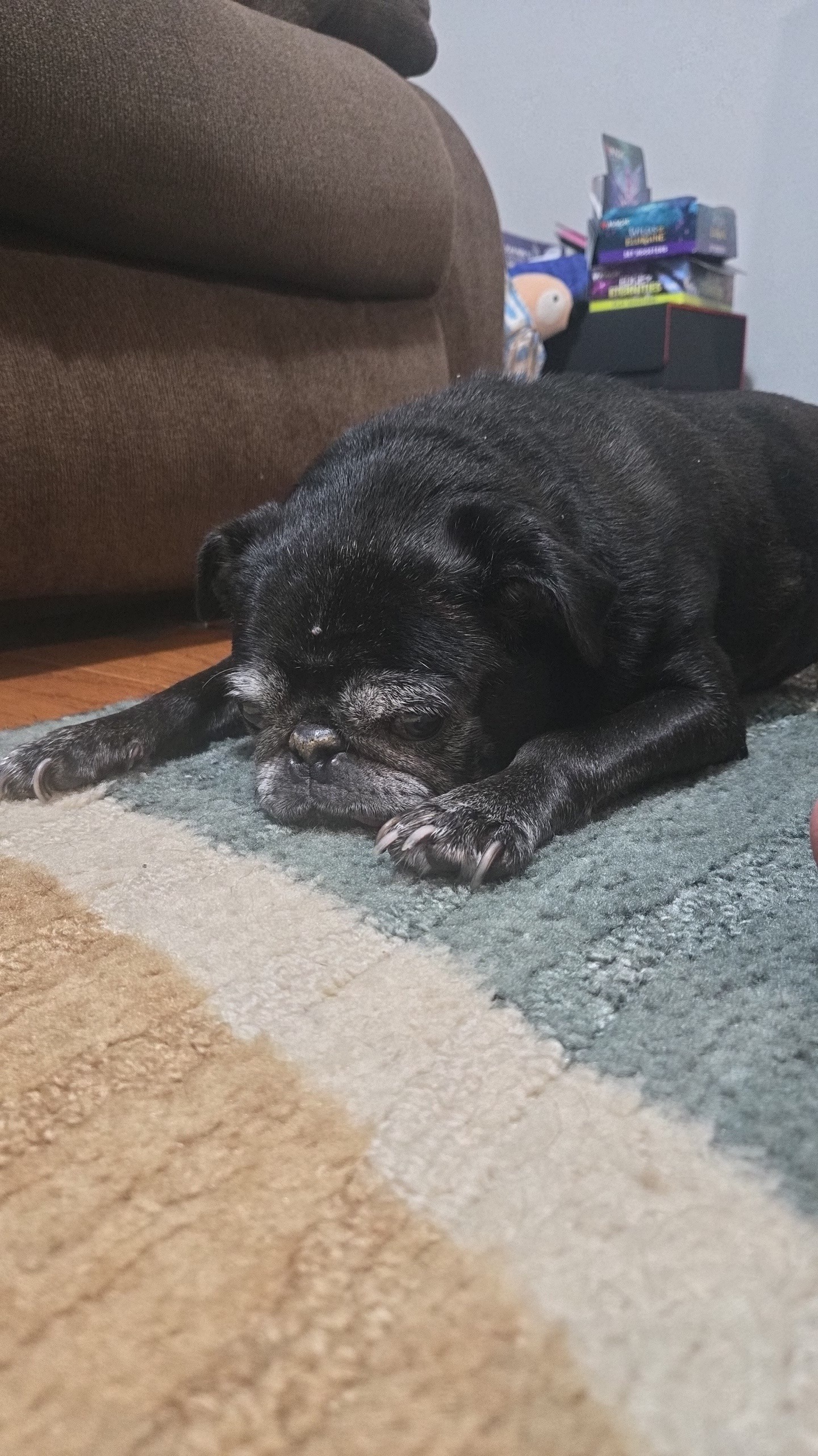 Sophie the Pug campaign photo, 2 of 7