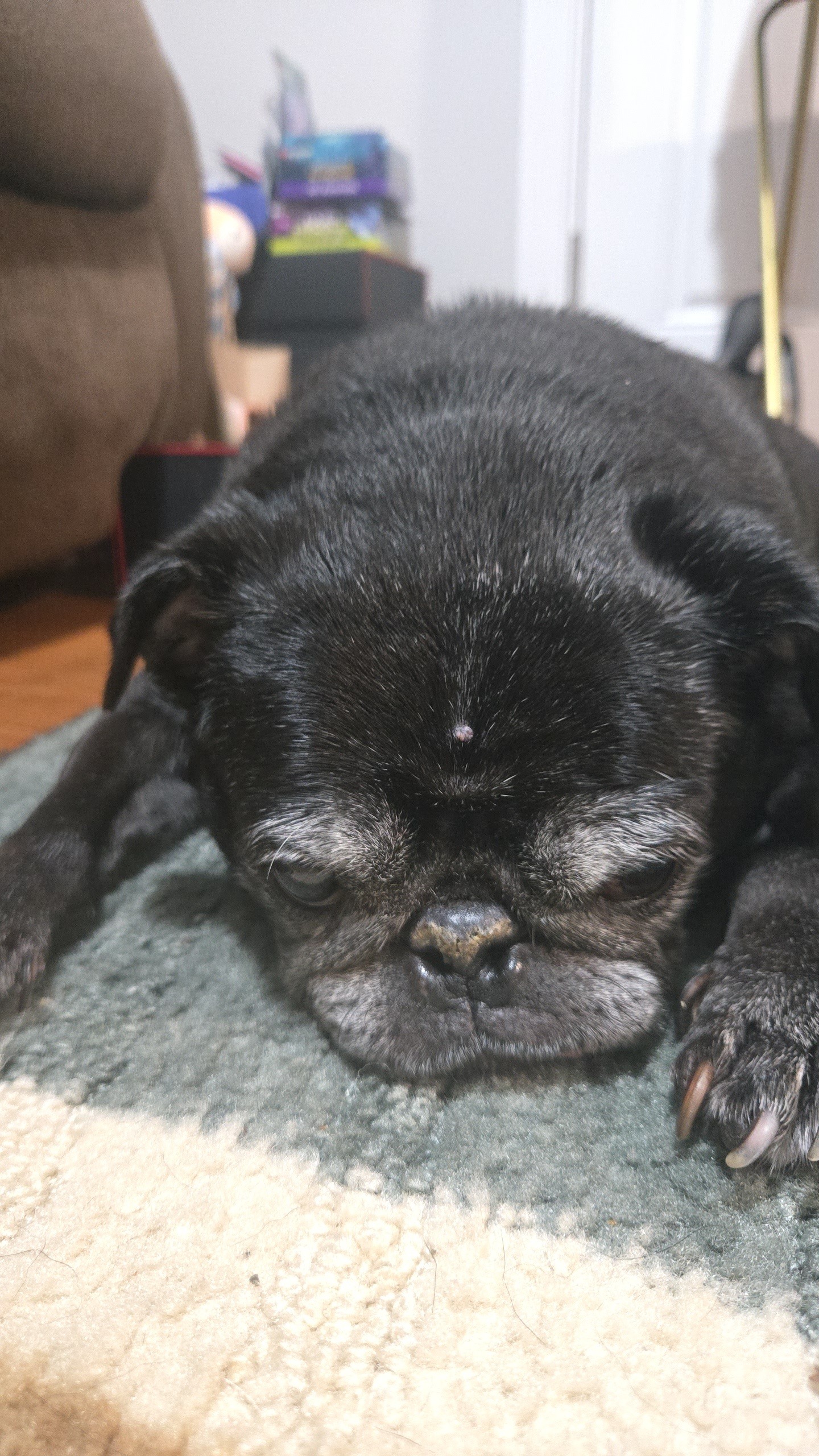 Sophie the Pug campaign photo, 6 of 7