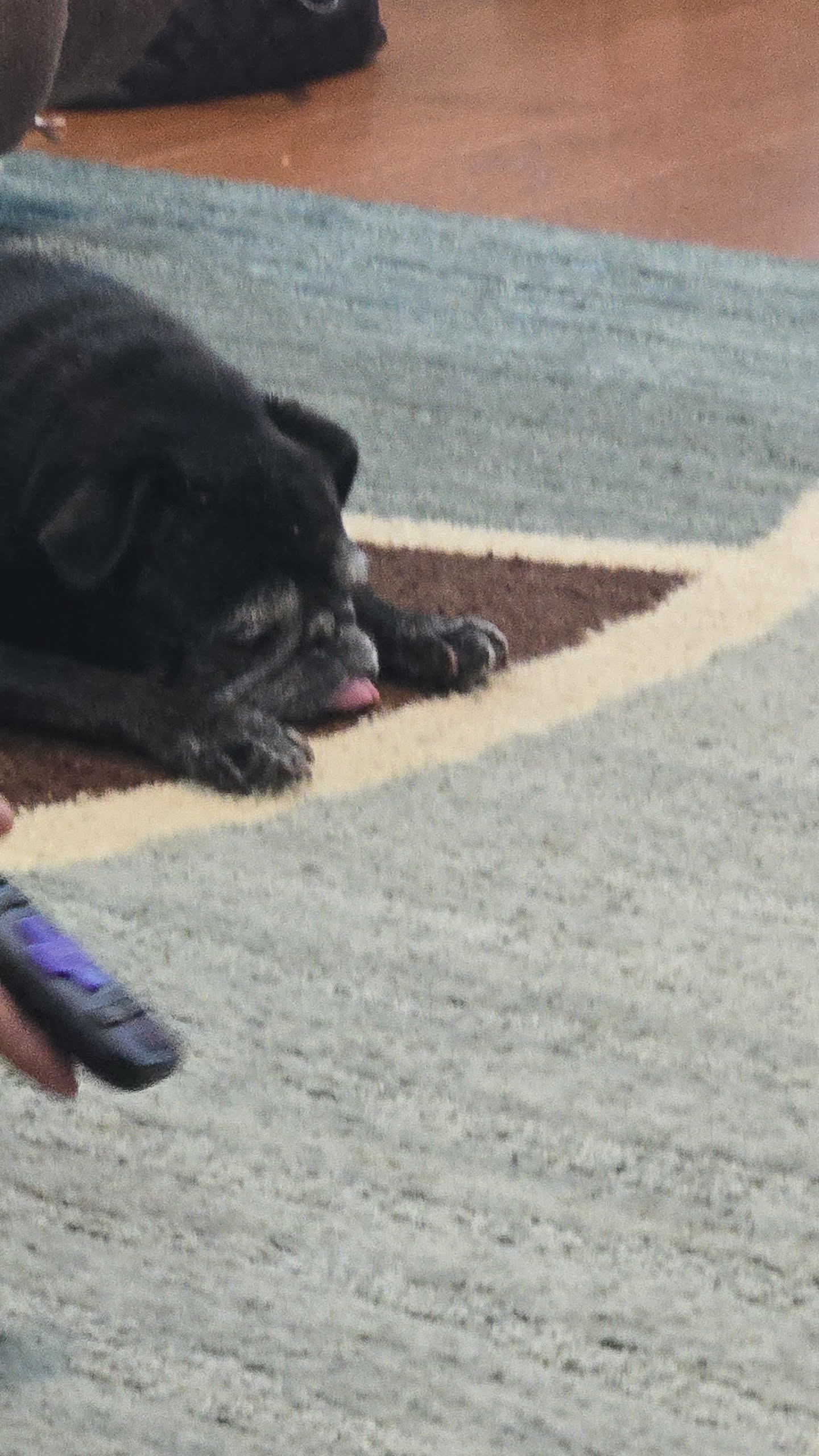 Sophie the Pug campaign photo, 5 of 7