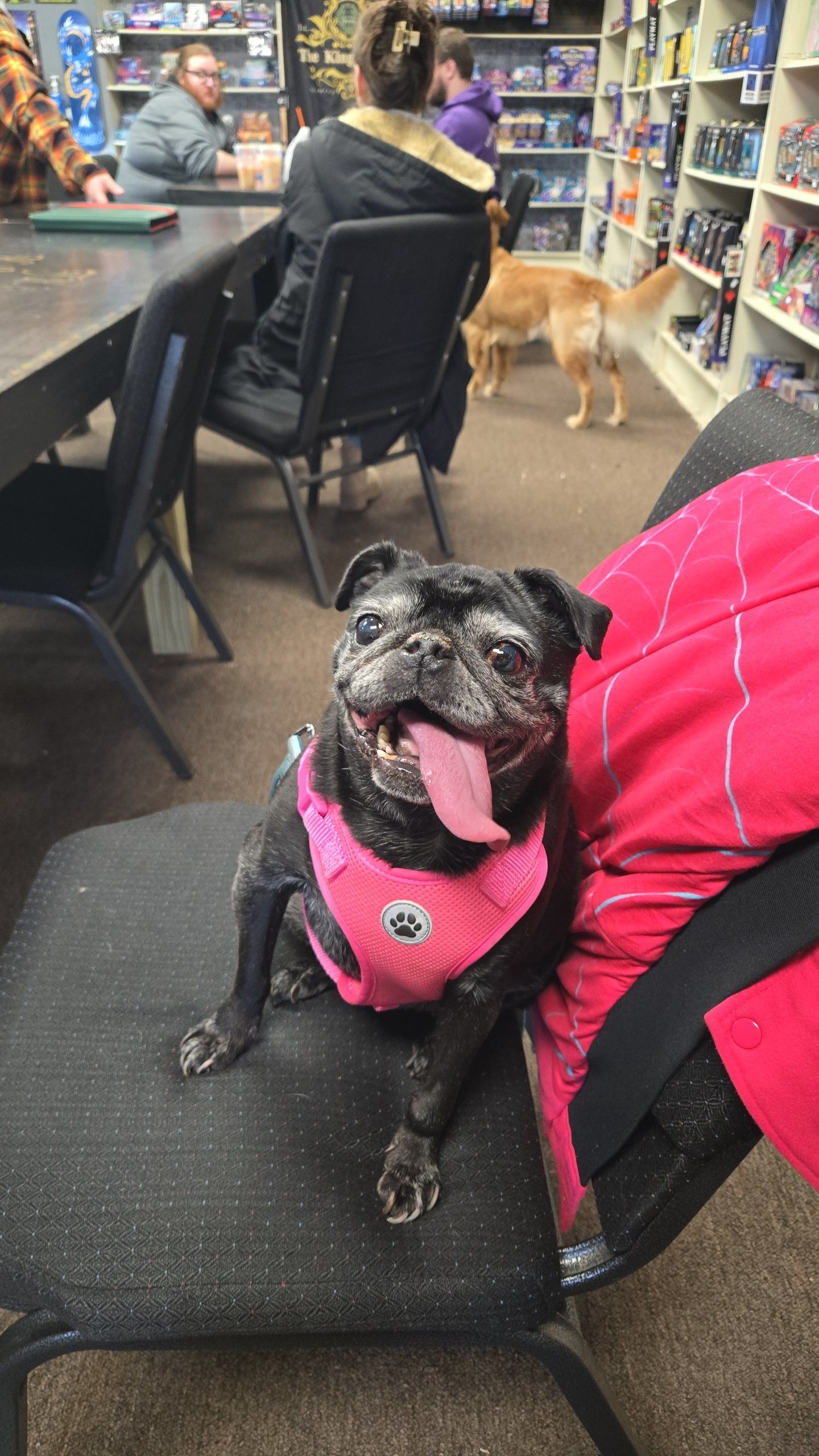 Sophie the Pug campaign photo, 4 of 7