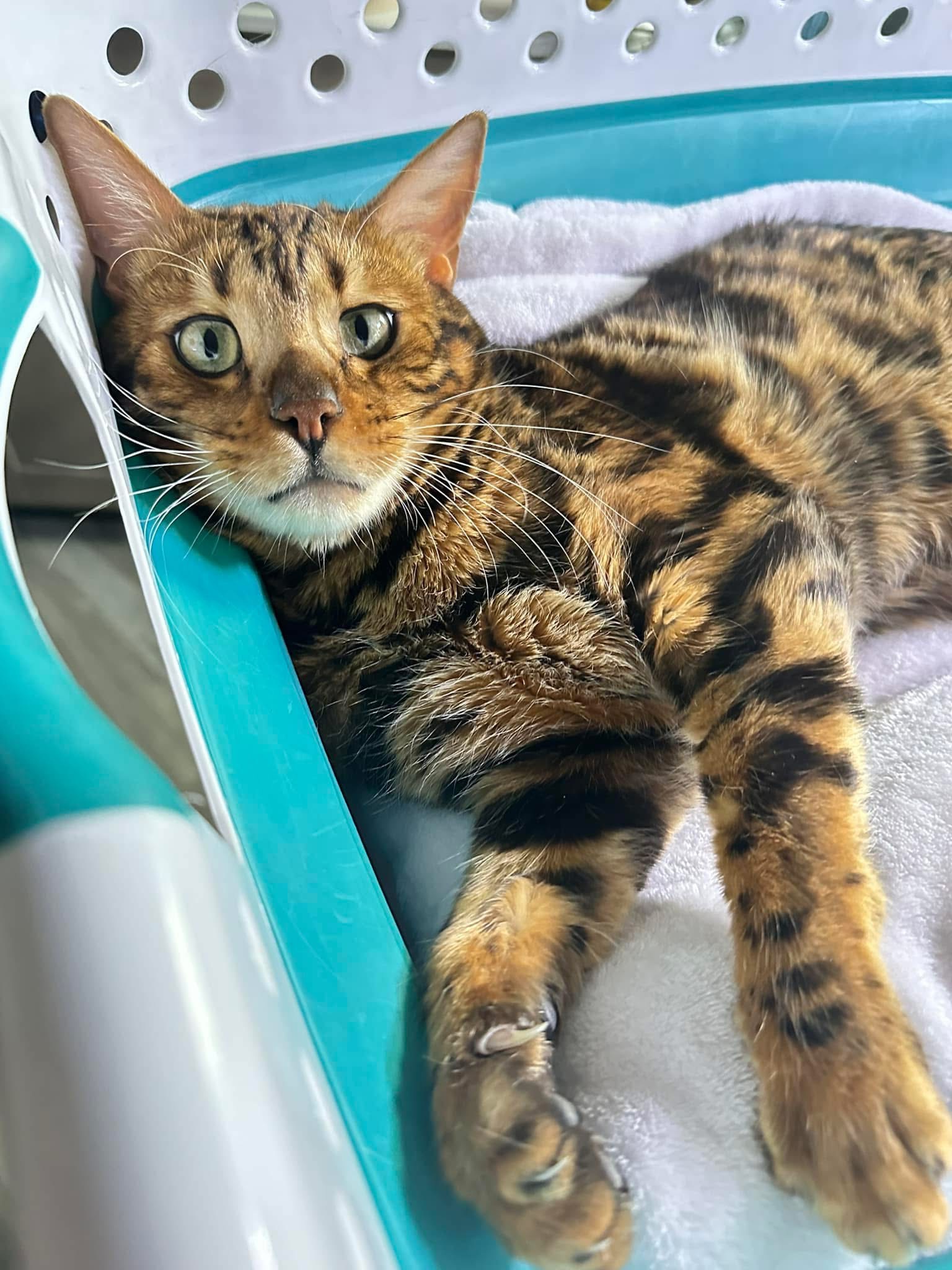 Help Kathleen Save Her Beloved Max campaign photo, 6 of 8