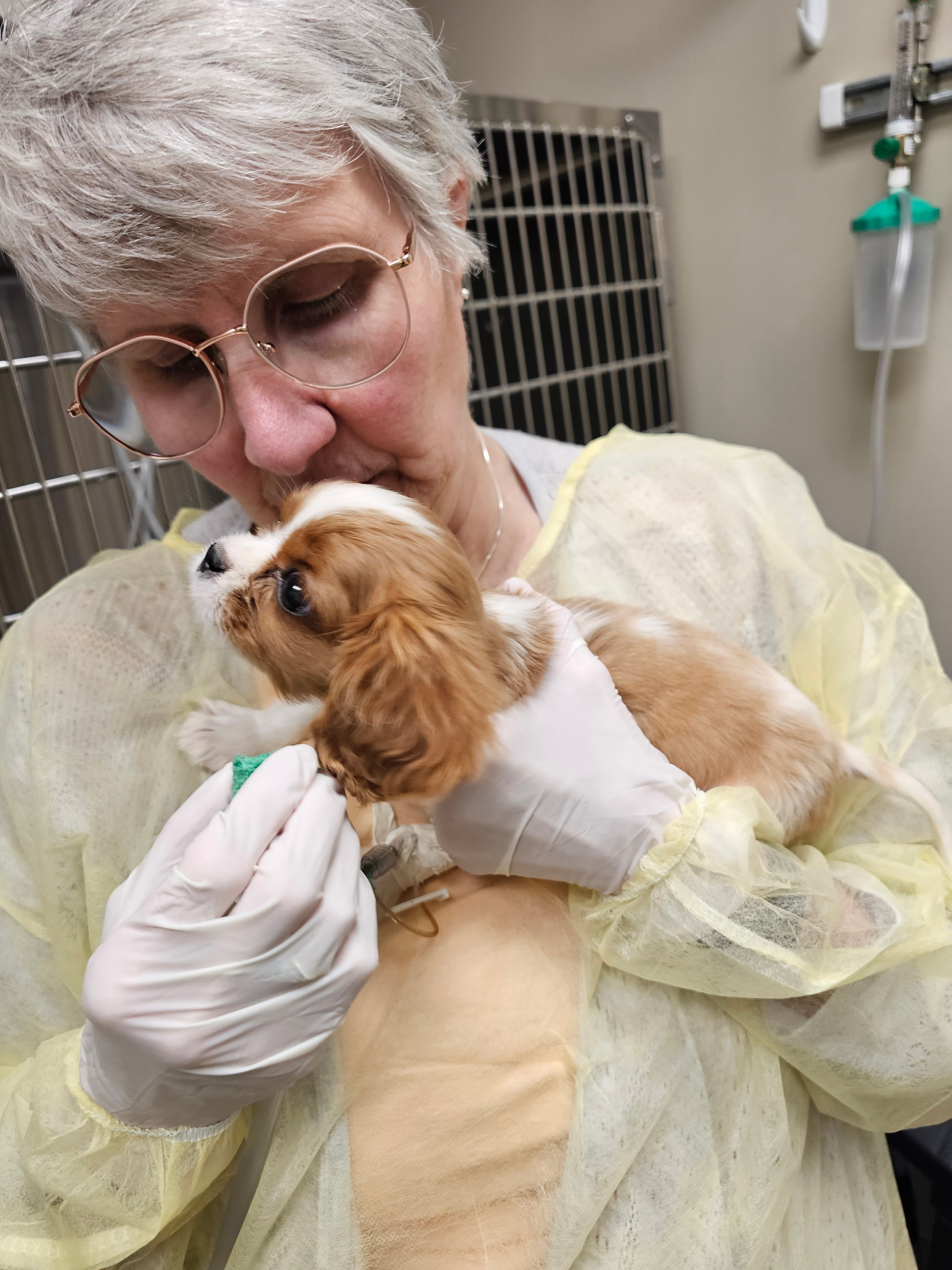 Give Louie a Chance: Donate for ICU Care campaign photo, 4 of 5