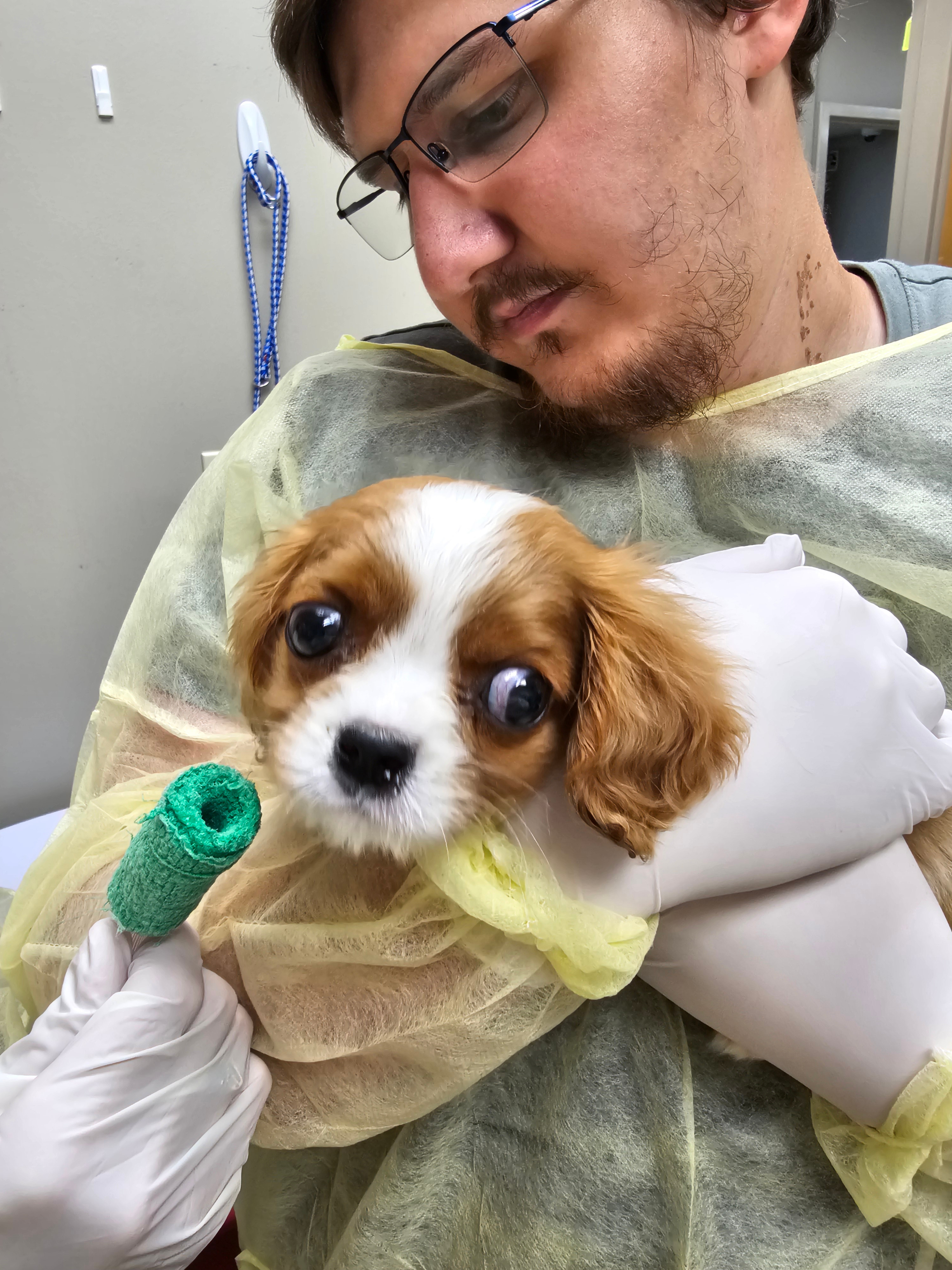 Give Louie a Chance: Donate for ICU Care campaign photo, 2 of 5