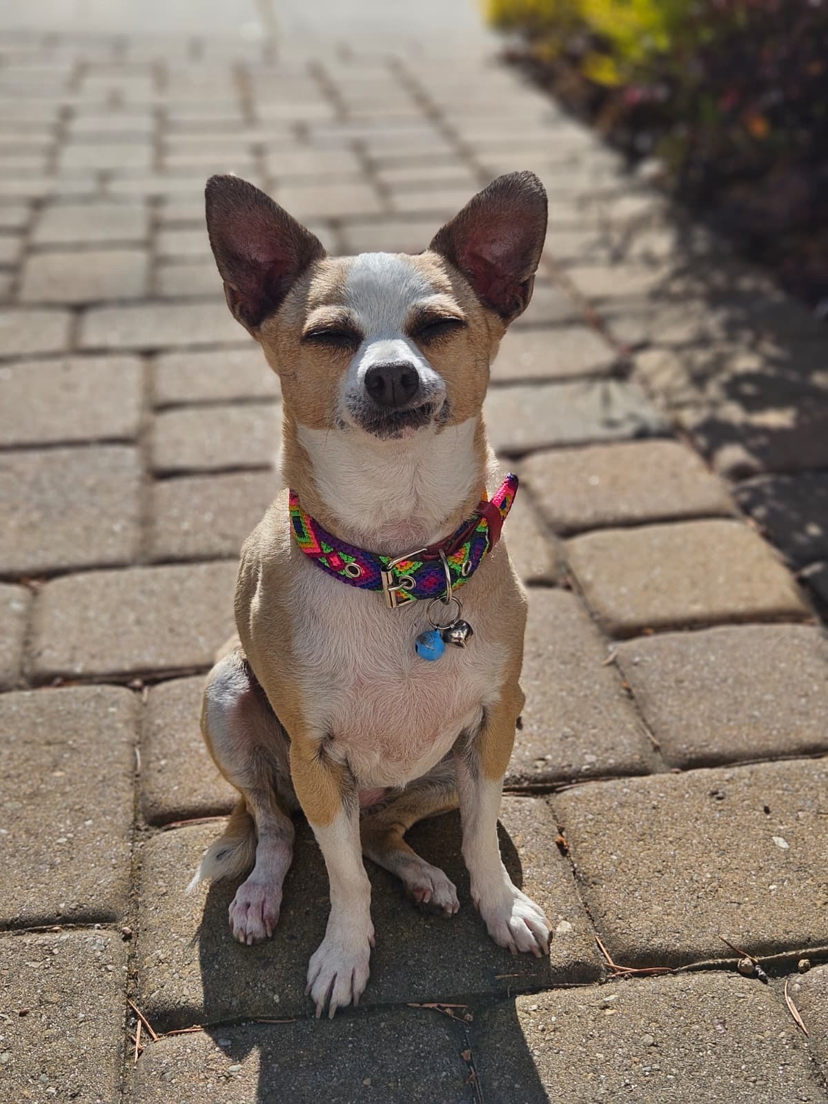 Gigi Needs a Lifesaving Vet Visit — Help Her Heal! campaign photo, 2 of 8