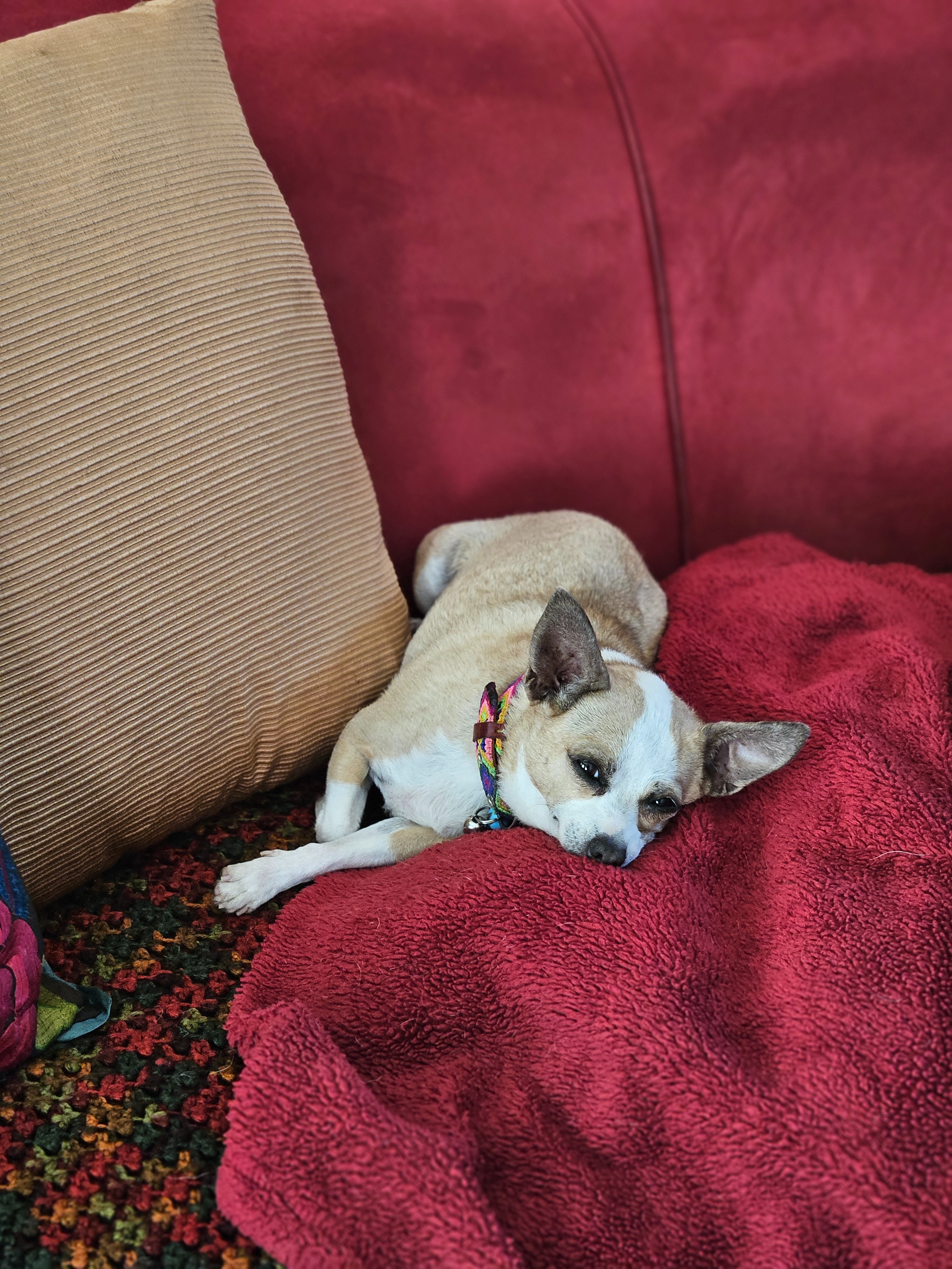 Gigi Needs a Lifesaving Vet Visit — Help Her Heal! campaign photo, 5 of 8
