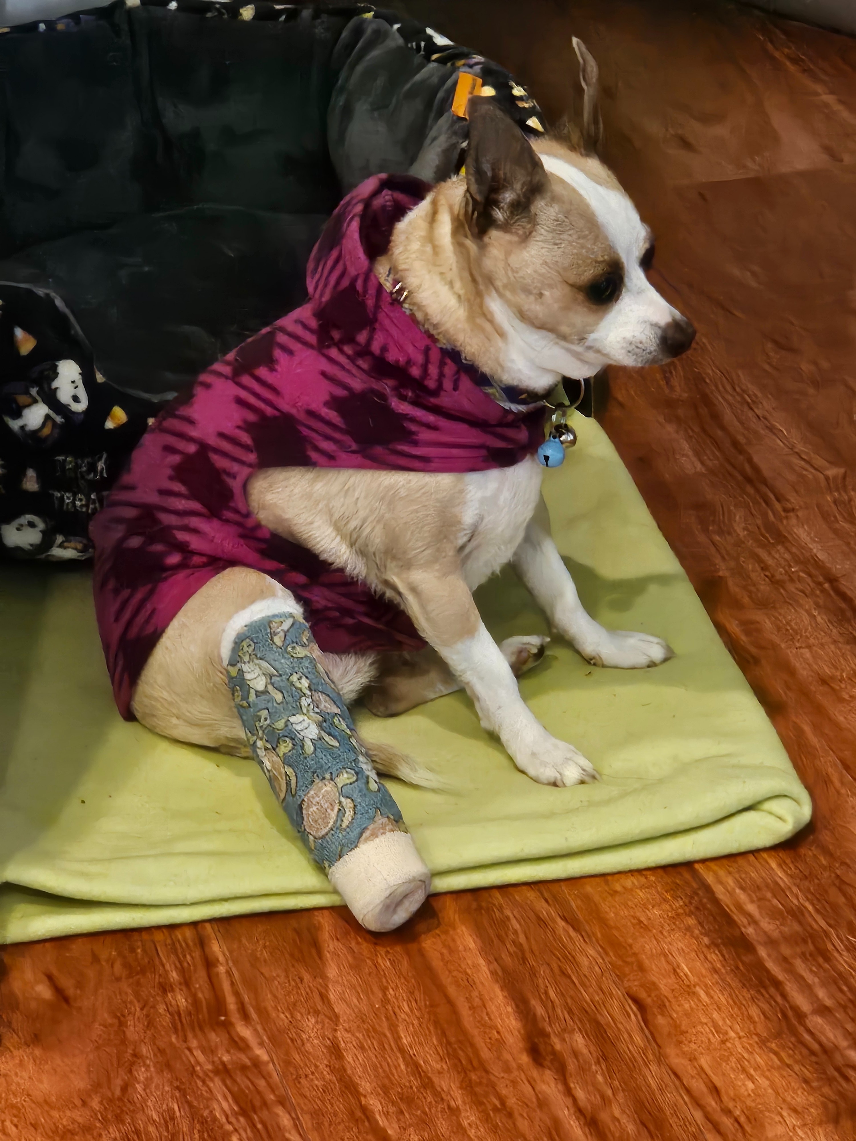 Gigi Needs a Lifesaving Vet Visit — Help Her Heal! campaign photo, 6 of 8