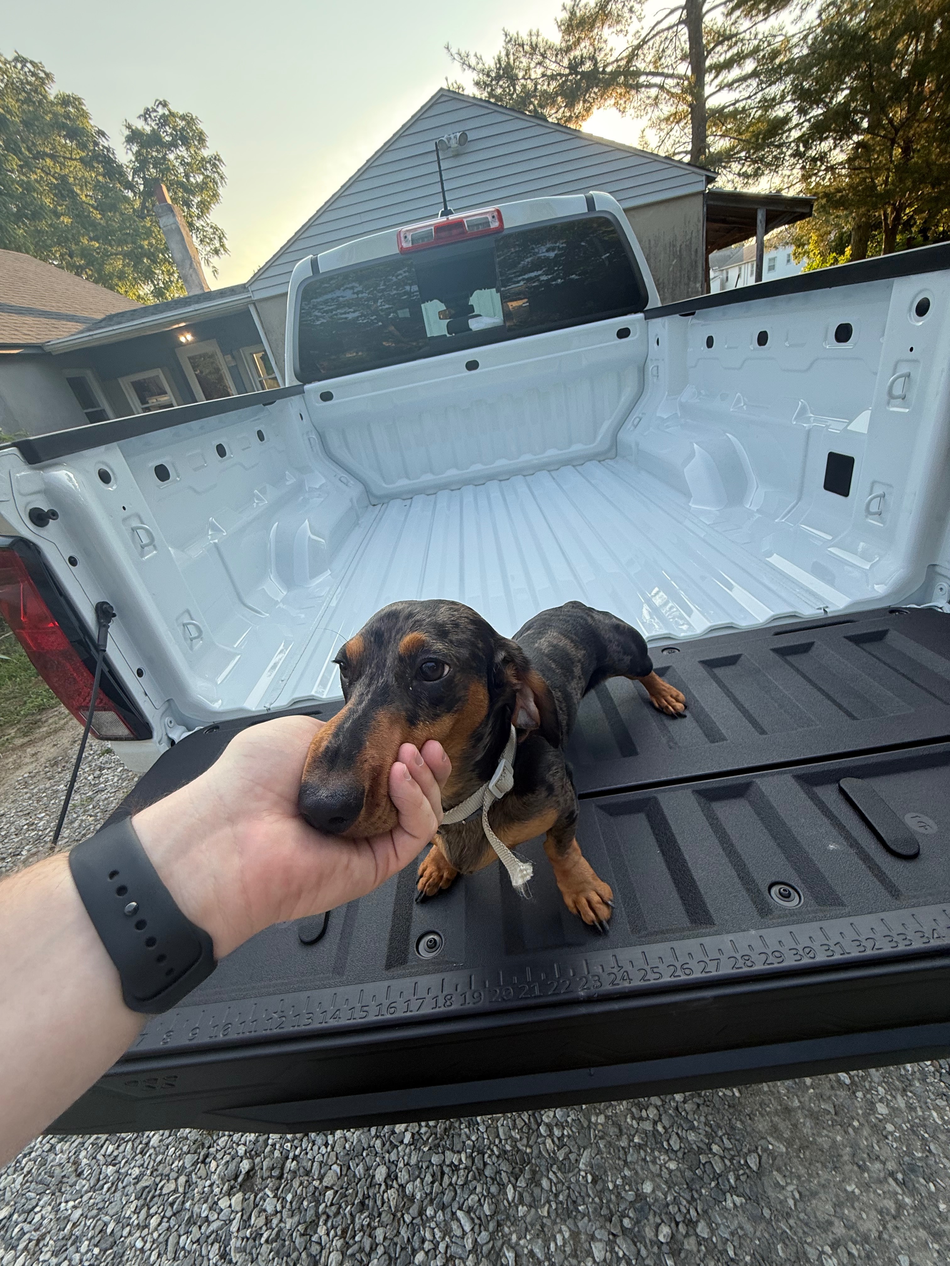 Turner The Weinerdog campaign photo, 6 of 7