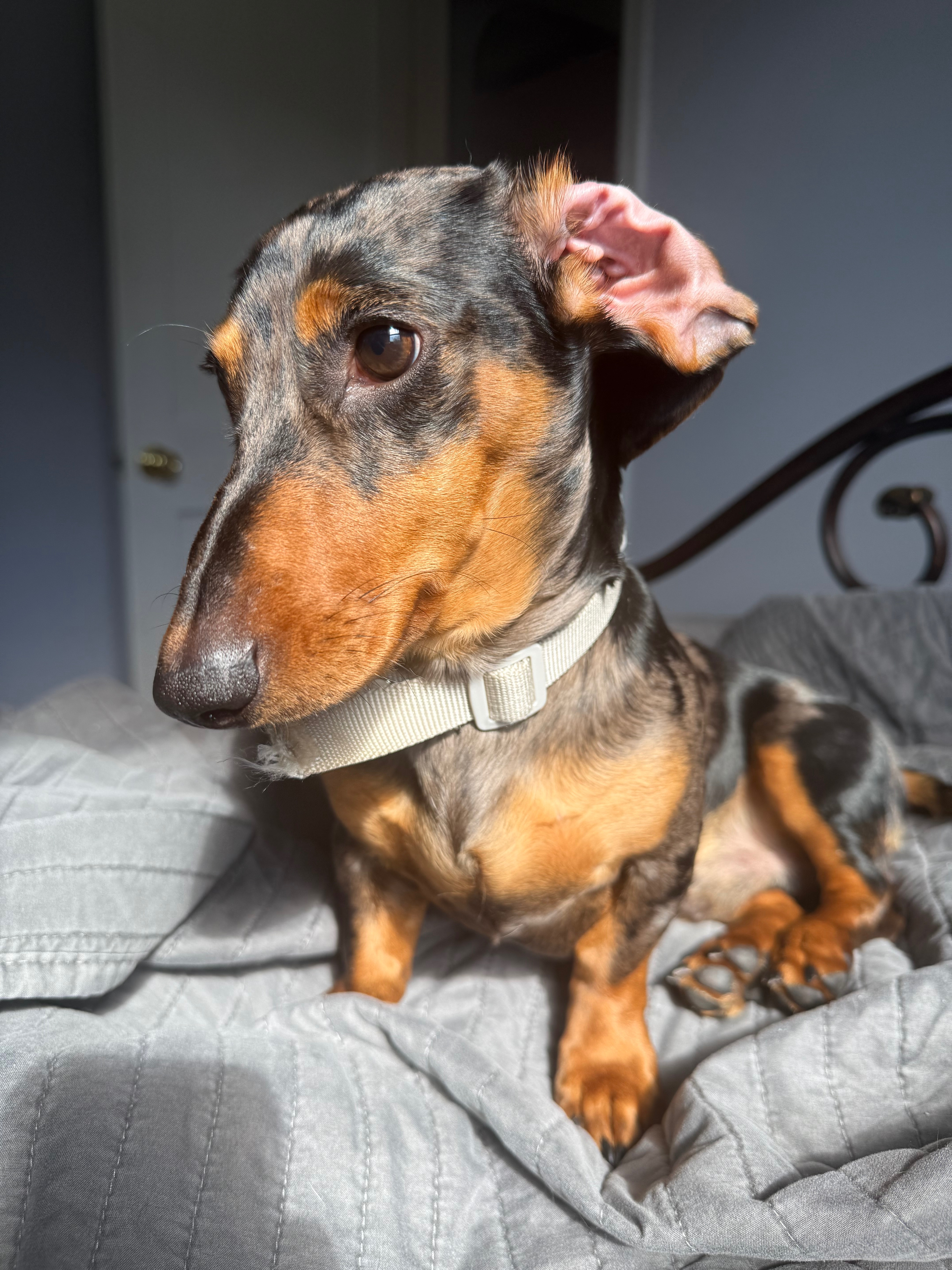 Turner The Weinerdog campaign photo, 2 of 7