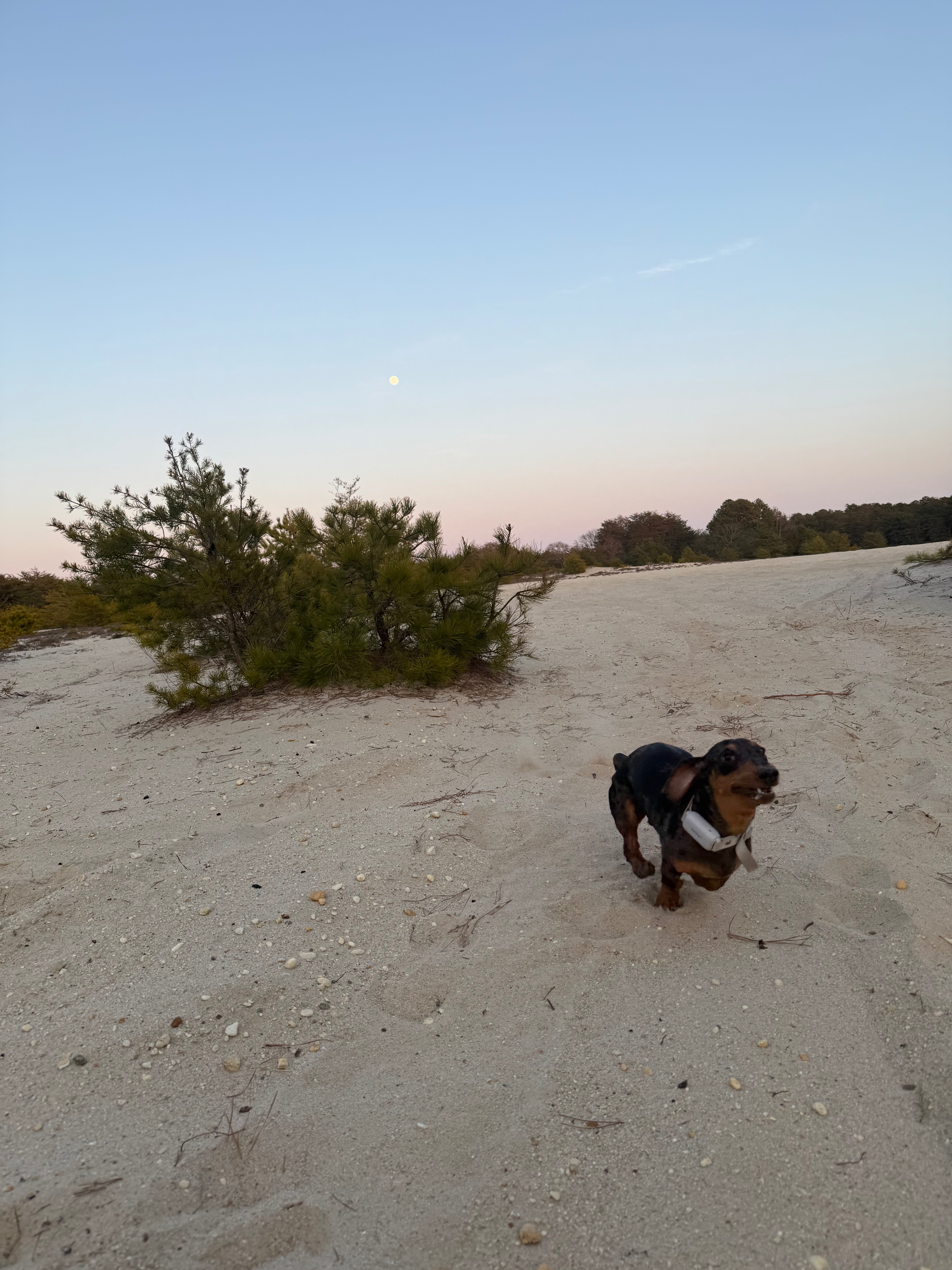 Turner The Weinerdog campaign photo, 4 of 7
