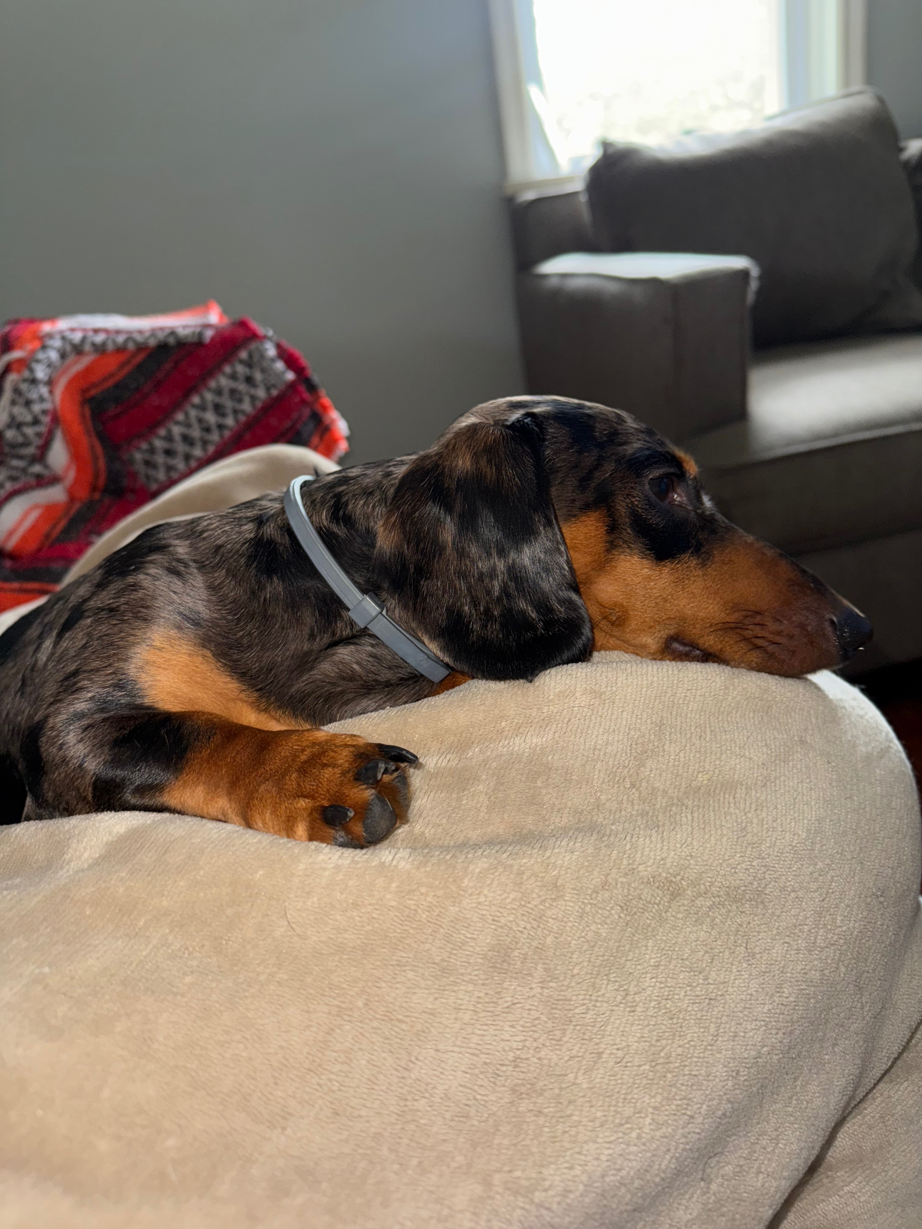 Turner The Weinerdog campaign photo, 5 of 7