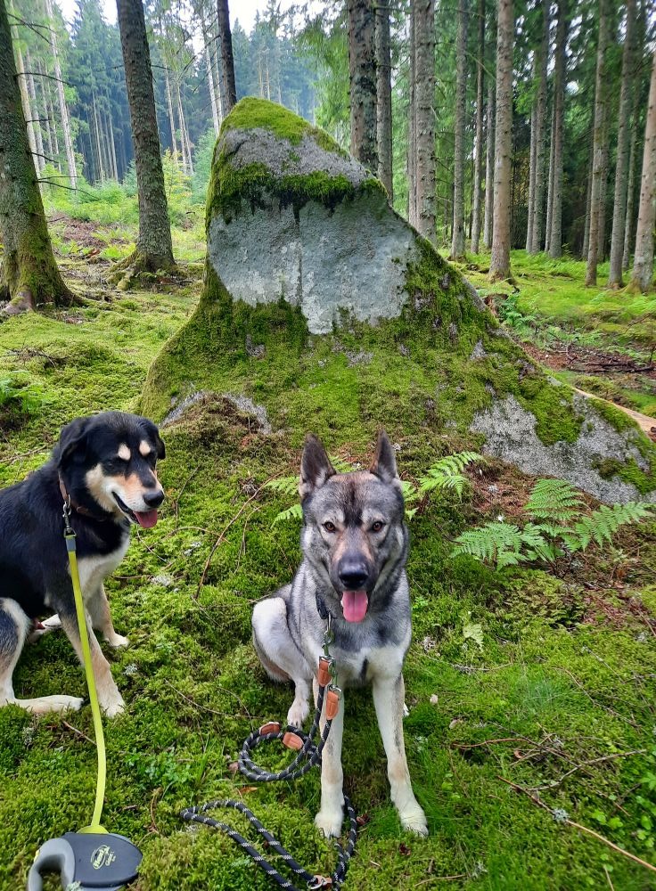 Hundehilfe Spendenaktion campaign photo, 5 of 6