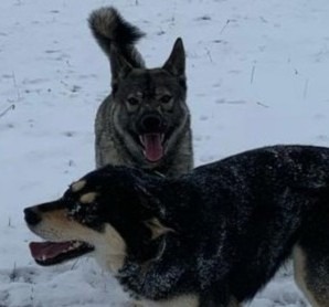 Hundehilfe Spendenaktion campaign photo, 4 of 6