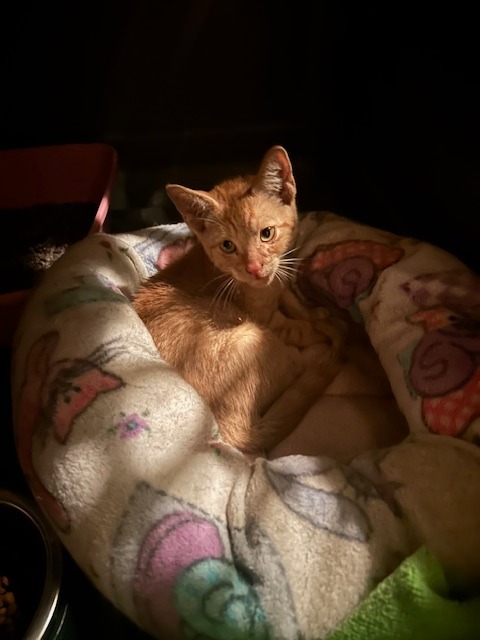 Lehman, abandoned kitten with a broken leg. campaign photo, 7 of 8