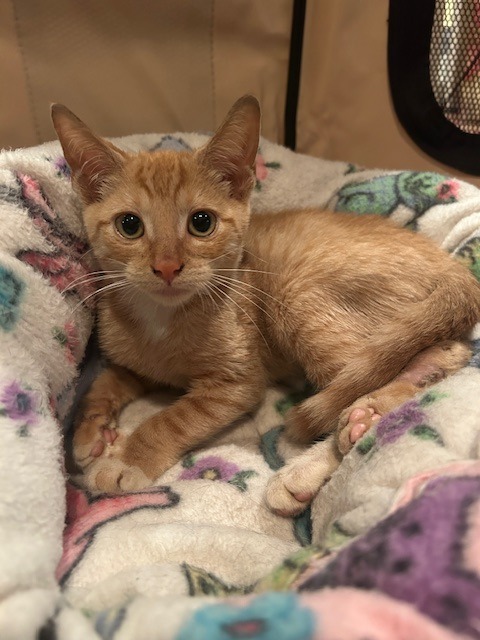 Lehman, abandoned kitten with a broken leg. campaign photo, 2 of 8