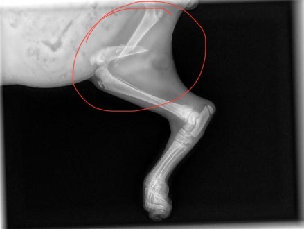 Lehman, abandoned kitten with a broken leg. campaign photo, 4 of 8