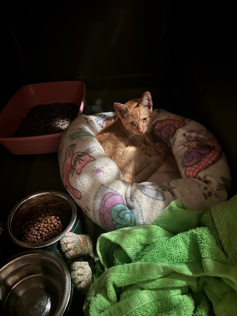 Lehman, abandoned kitten with a broken leg. campaign photo, 5 of 8