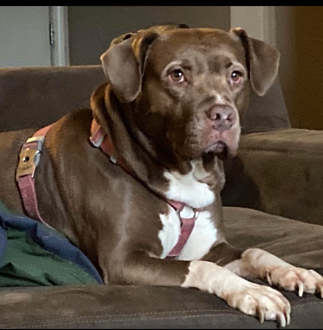 A veteran’s service dog get a MUST surgery campaign photo, 4 of 5