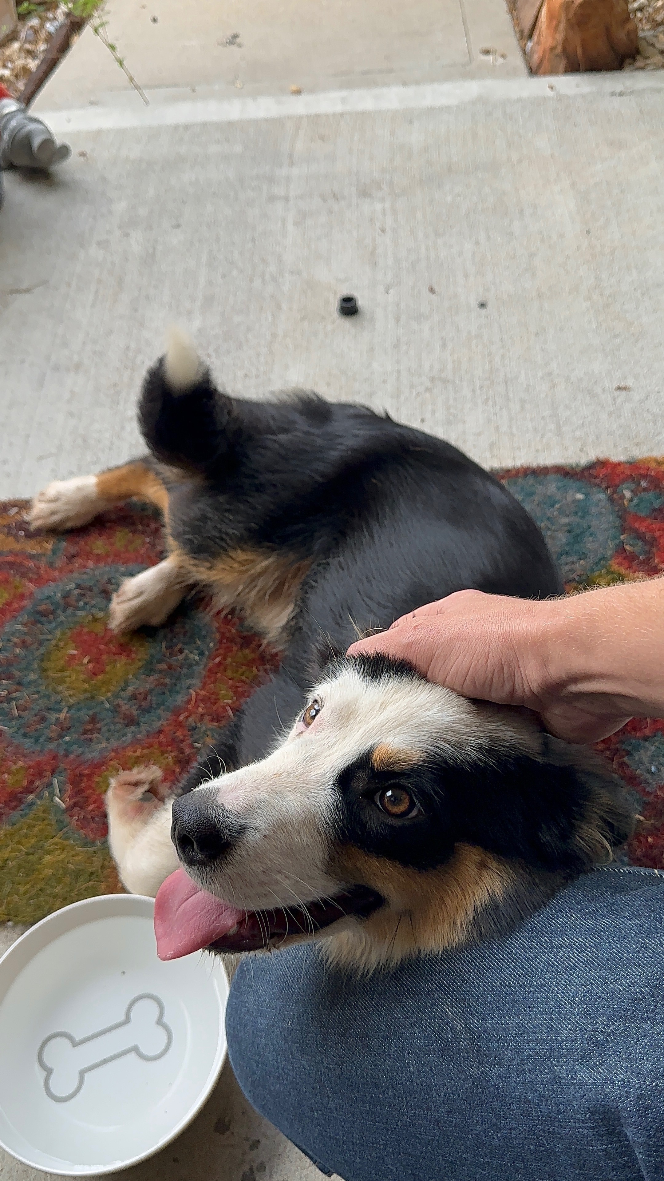 Helping With Vet Care & Final Goodbyes for Mazzy and Jay campaign photo, 4 of 8