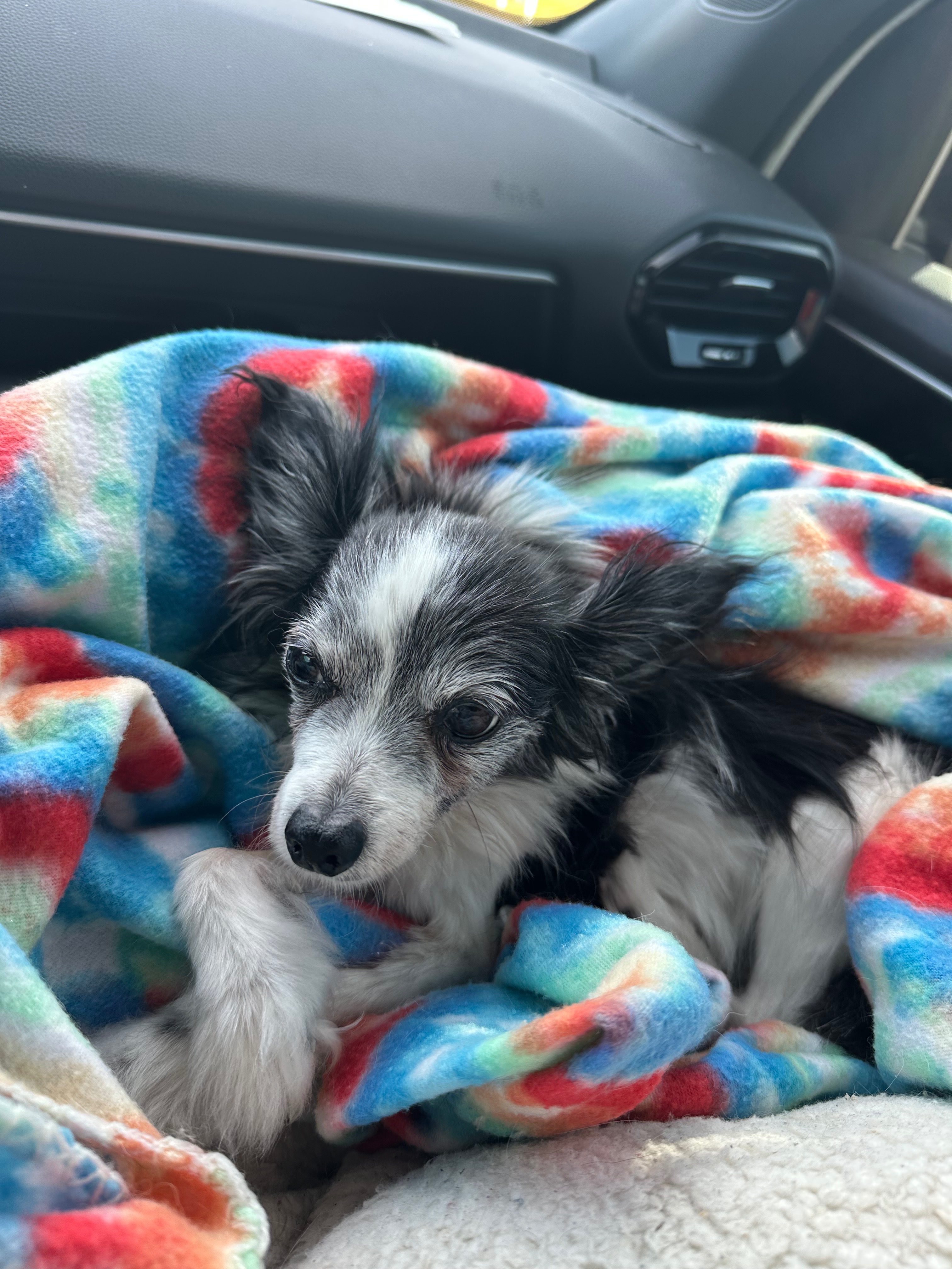 Helping With Vet Care & Final Goodbyes for Mazzy and Jay campaign photo, 6 of 8