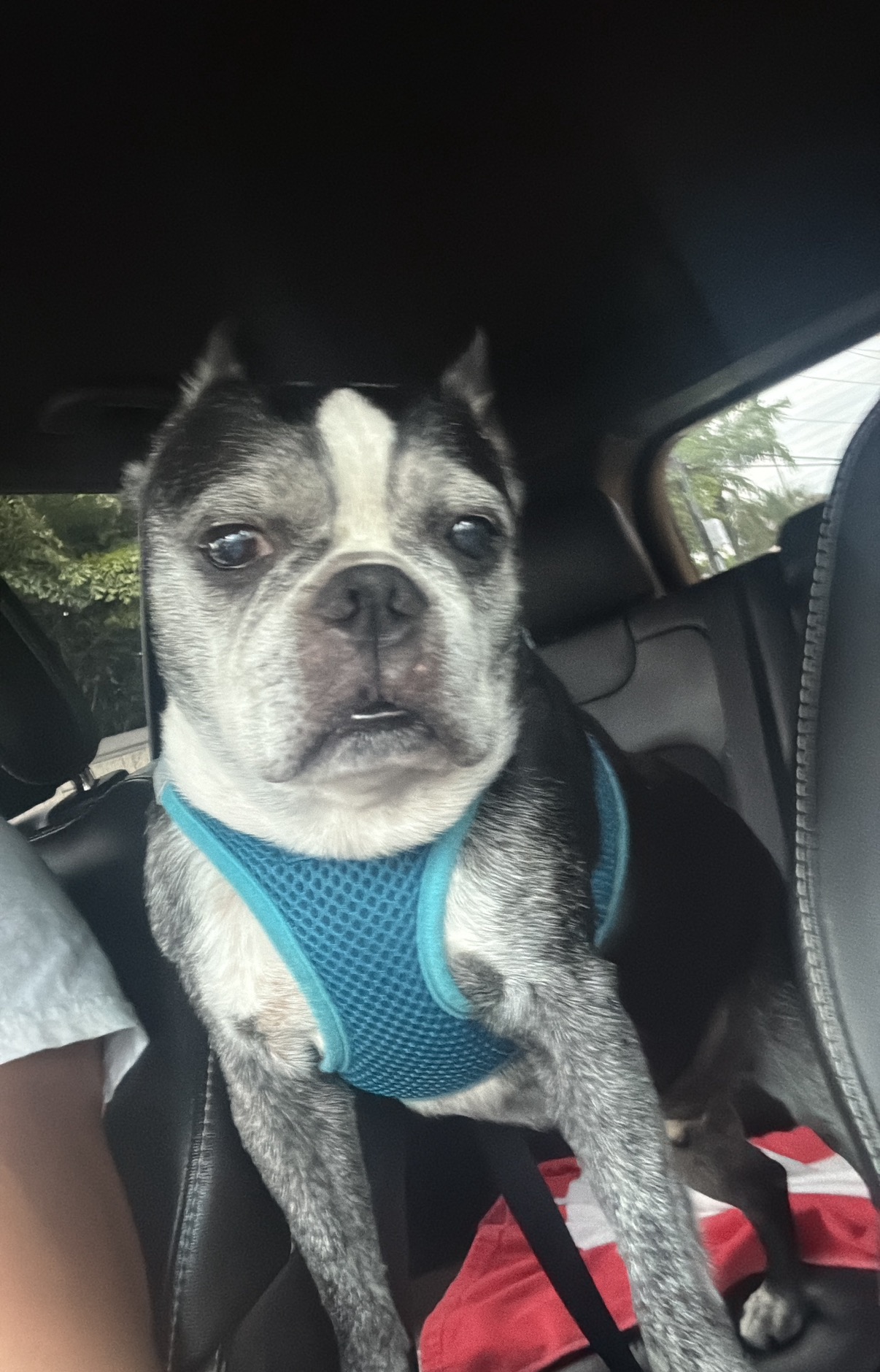 Urgent! My dog and I need your help. campaign photo, 5 of 6