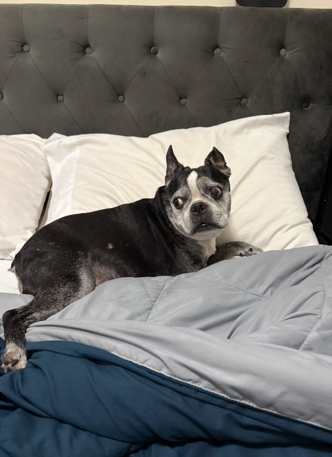 Urgent! My dog and I need your help. campaign photo, 2 of 6