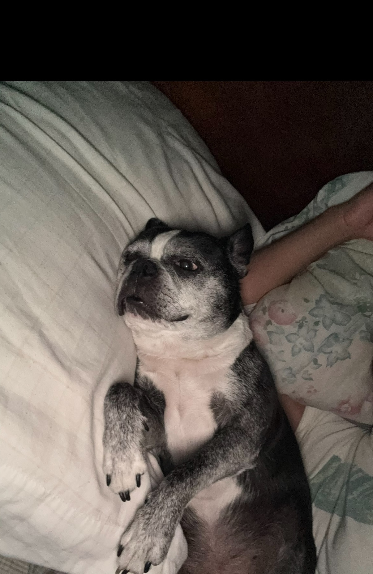 Urgent! My dog and I need your help. campaign photo, 4 of 6