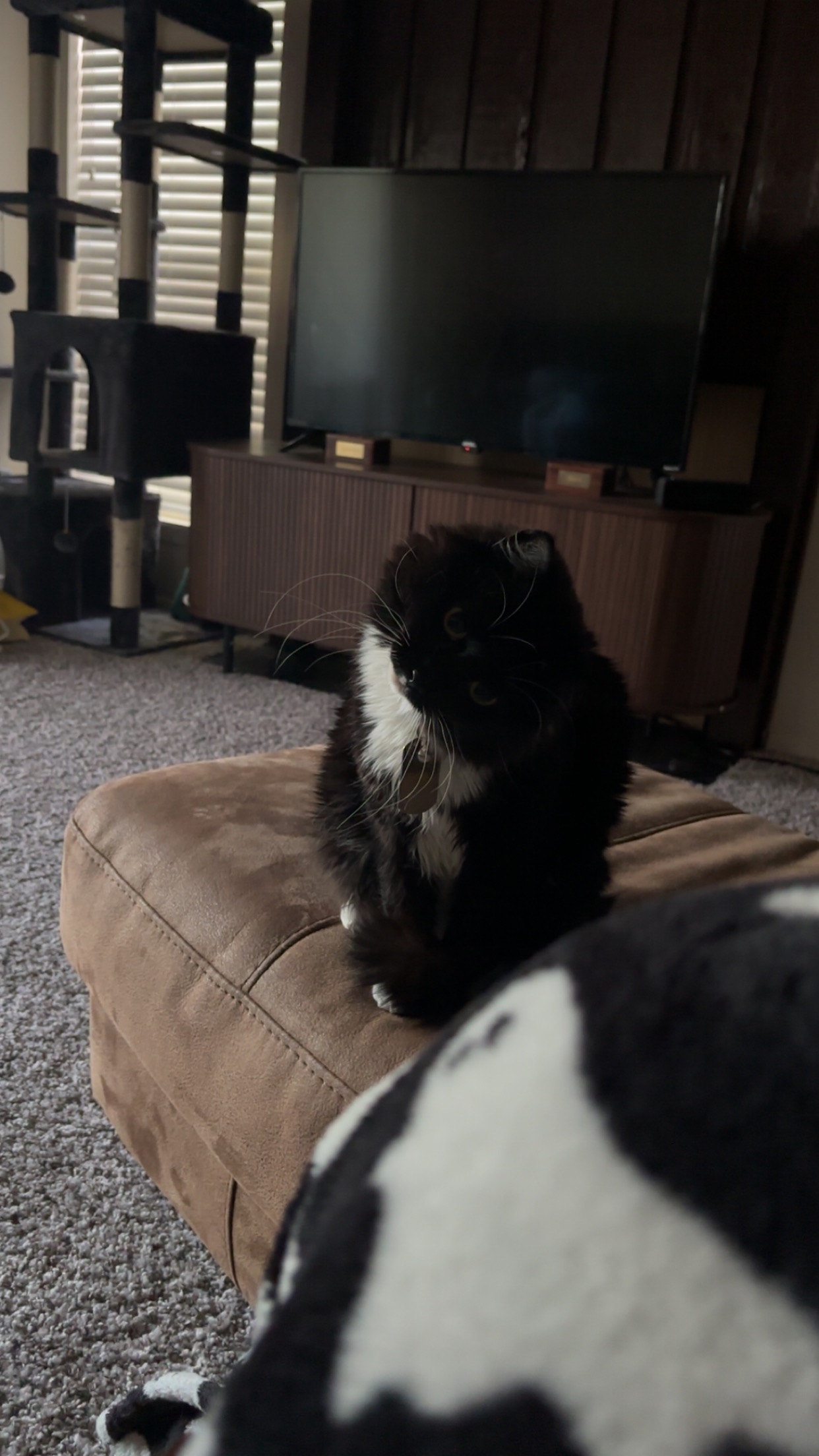 Donate to help Catastrophe get her Cystotomy campaign photo, 5 of 6