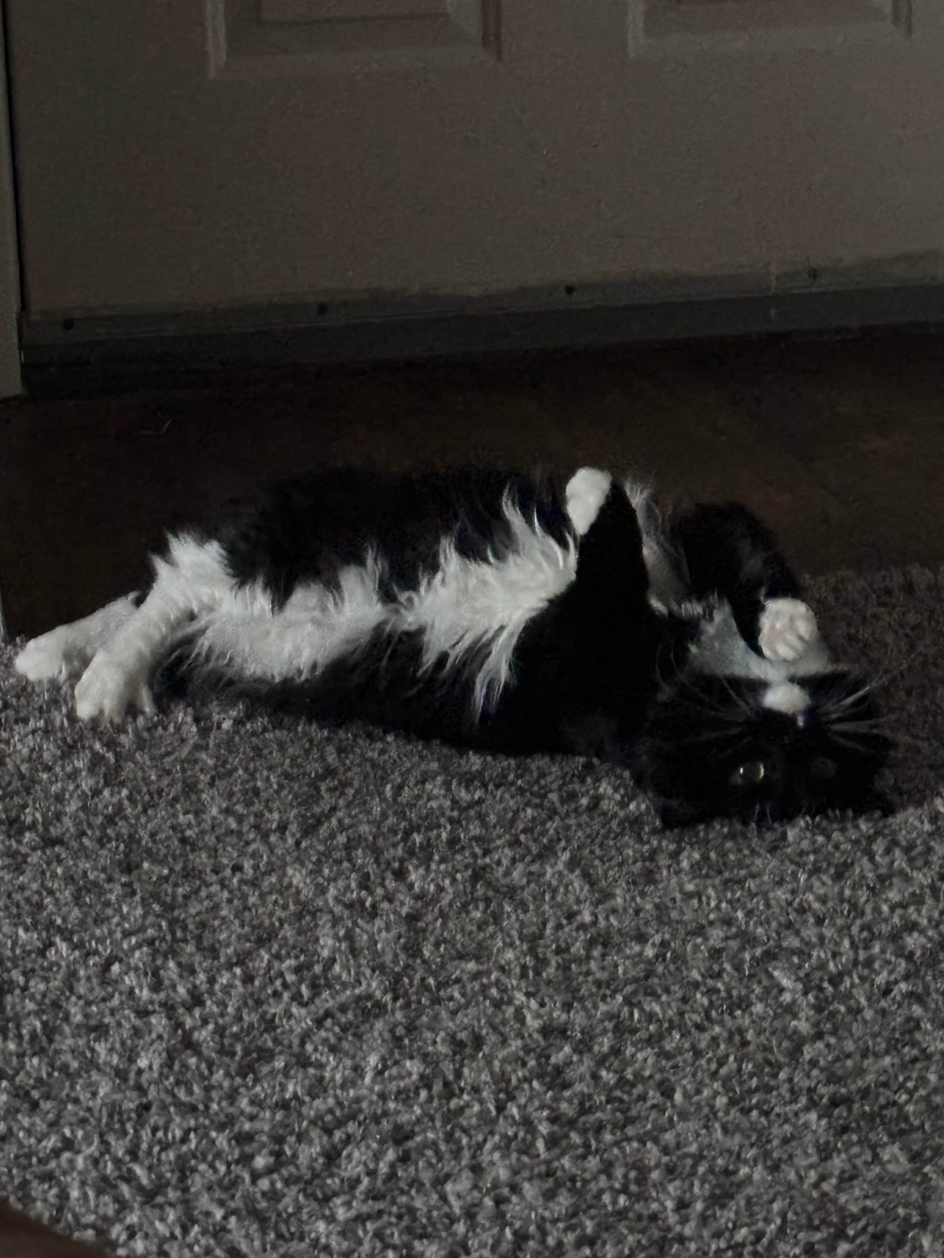 Donate to help Catastrophe get her Cystotomy campaign photo, 4 of 6