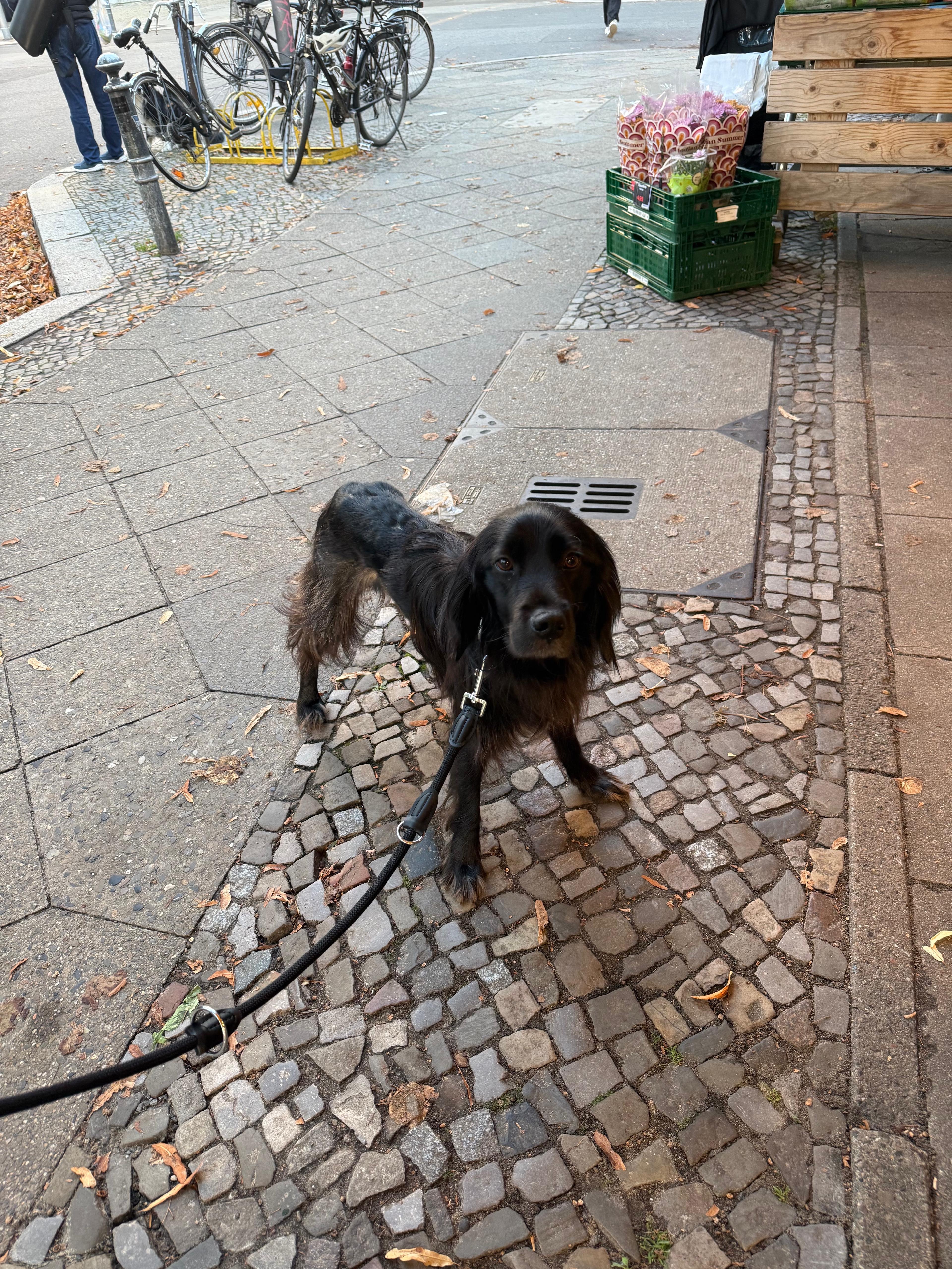 Hilfe für unsern jungen Tierschutzhund Bounty campaign photo, 5 of 7