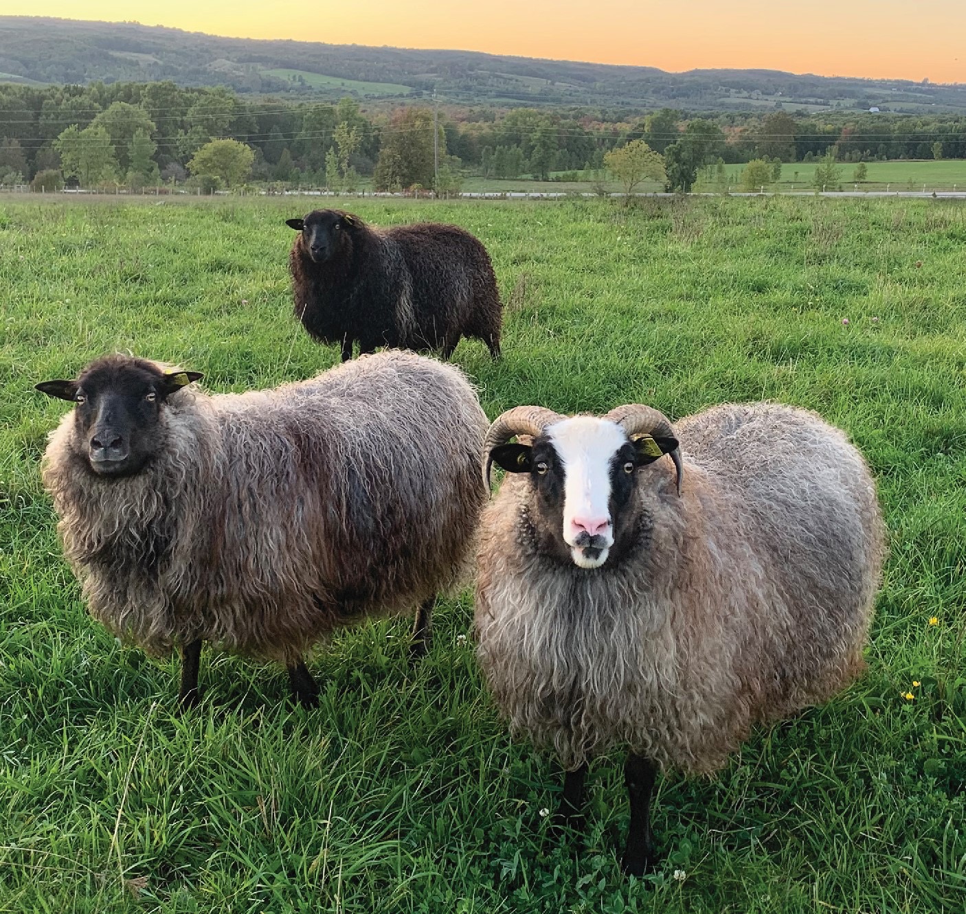 Let’s Help Kimber Valley Farms Rebuild campaign photo, 6 of 8