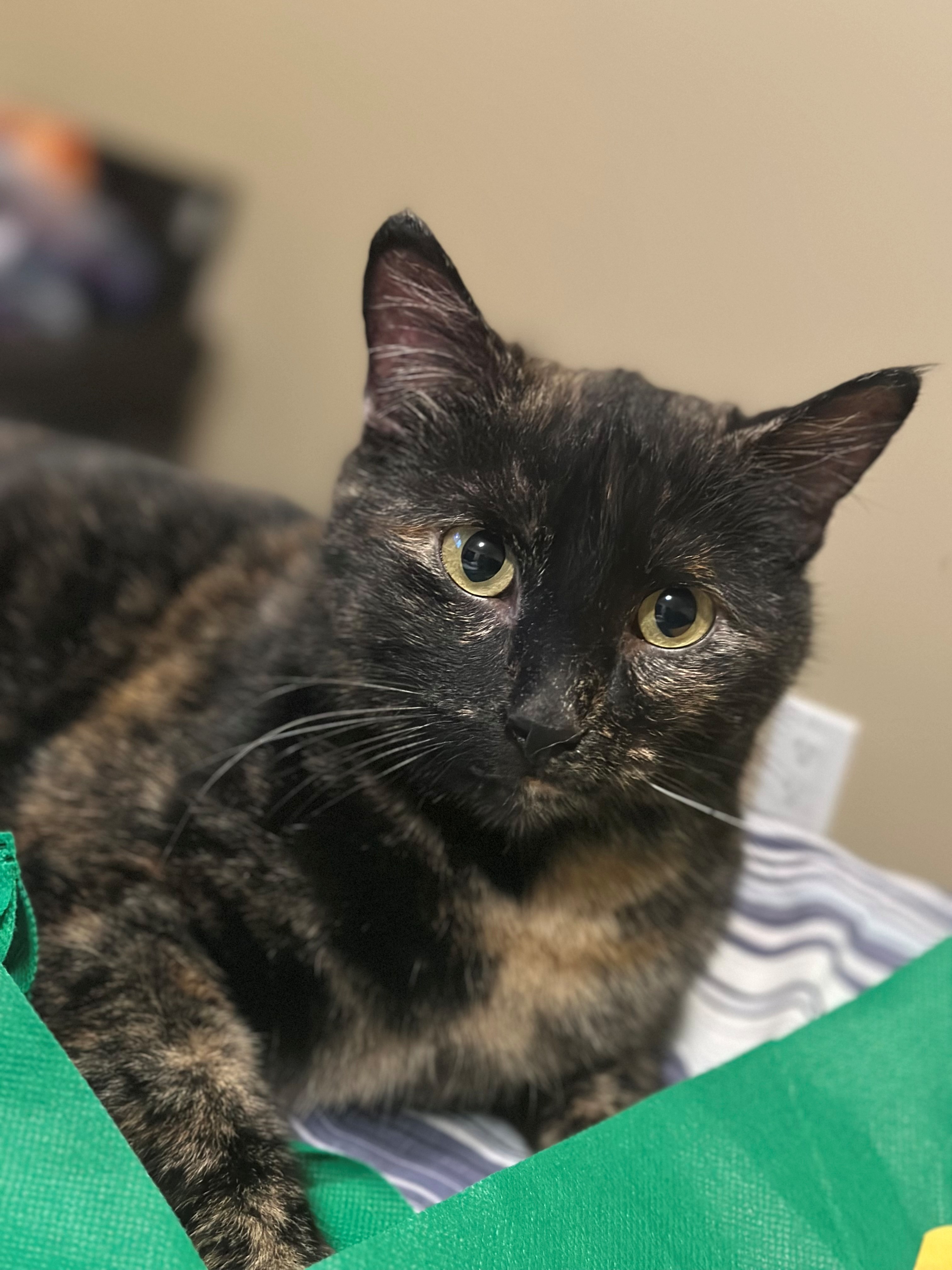 Outstanding Vet Bills campaign photo, 5 of 7