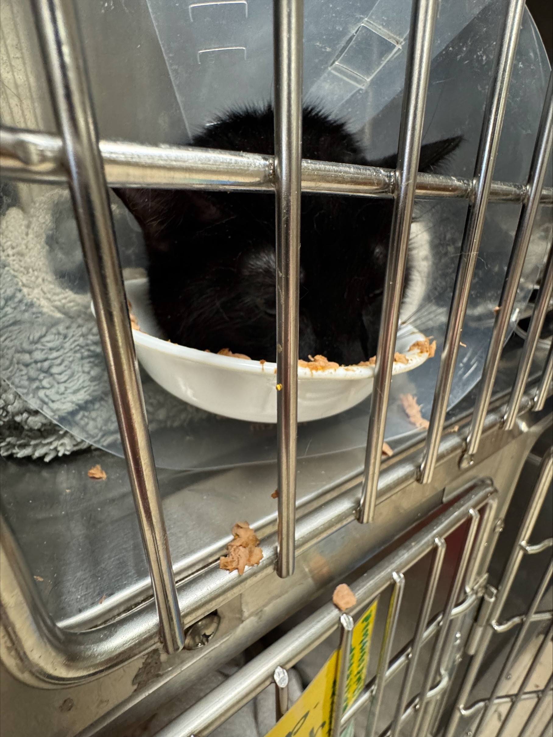 Help Salem Recover: Support for Vet Bills campaign photo, 6 of 7