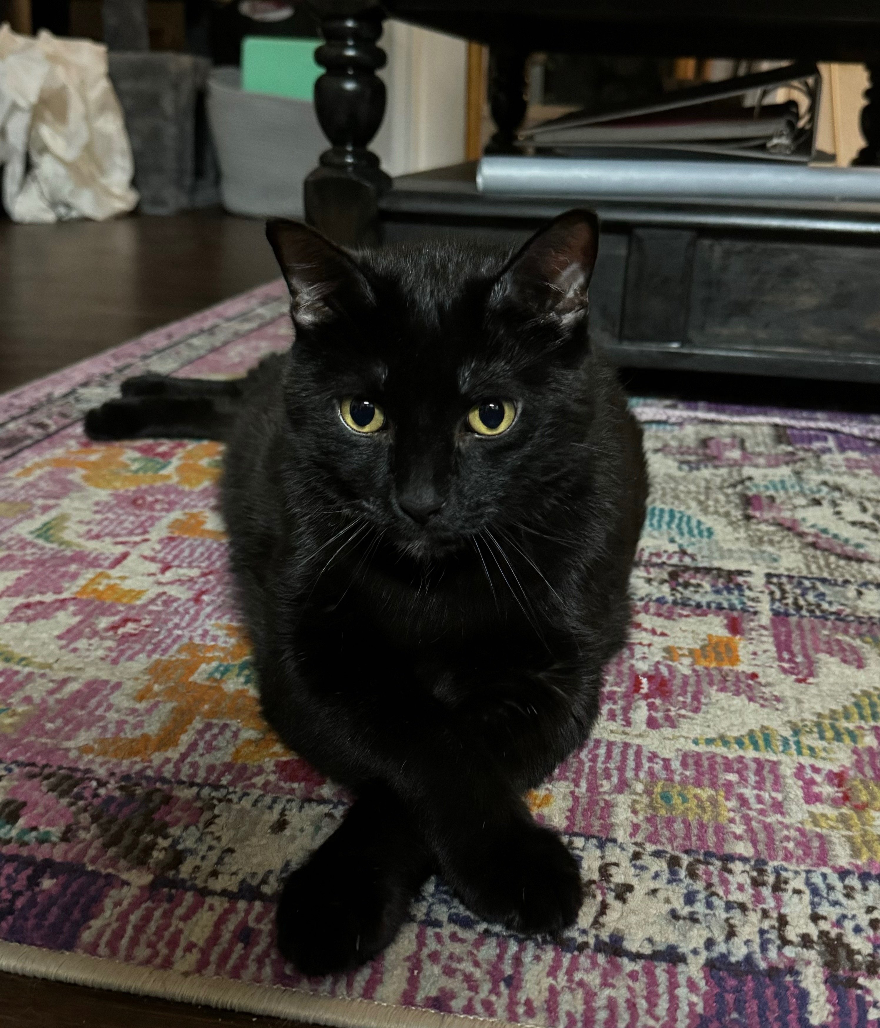 Help Salem Recover: Support for Vet Bills campaign photo, 2 of 7