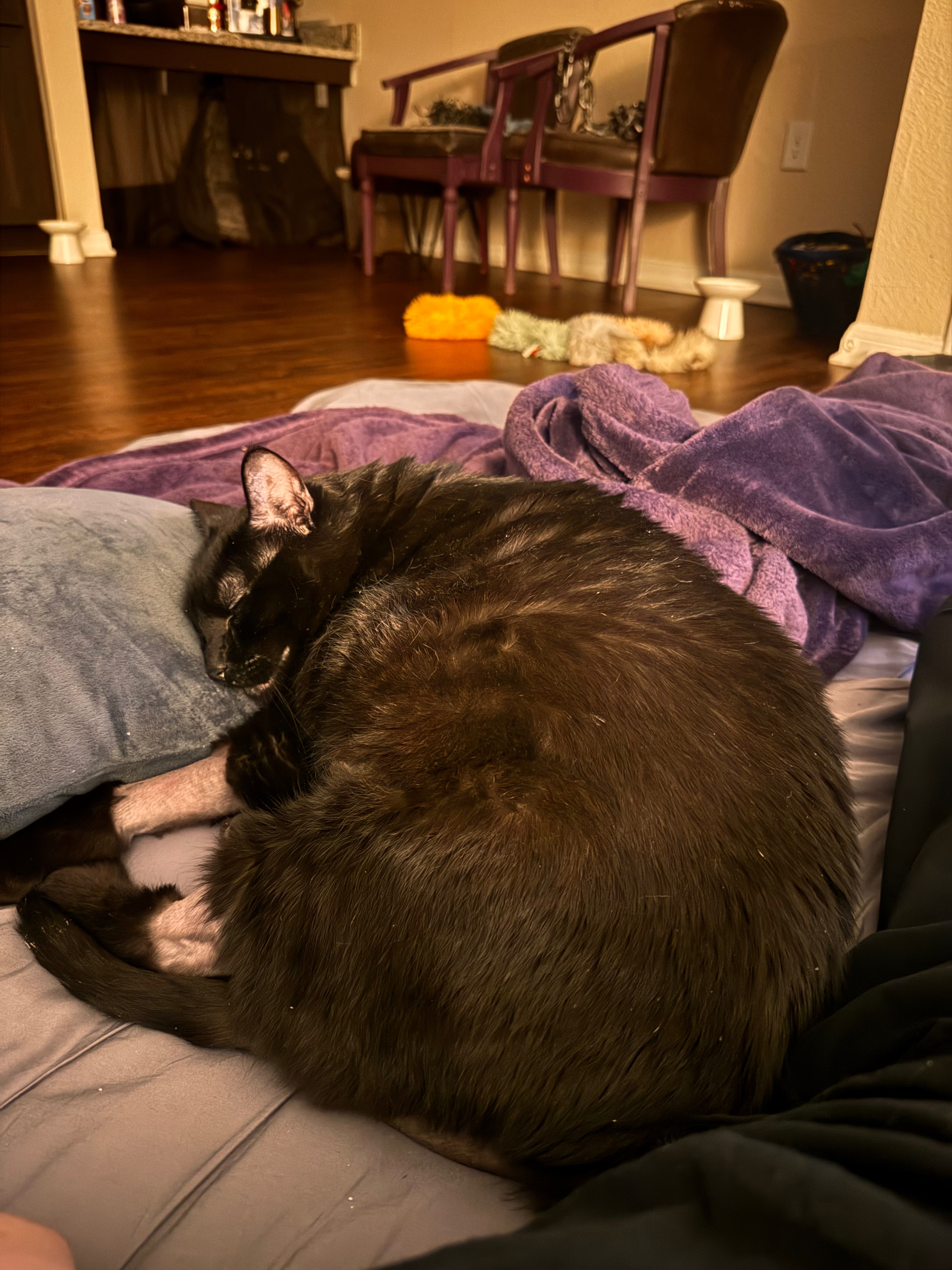 Help Salem Recover: Support for Vet Bills campaign photo, 5 of 7