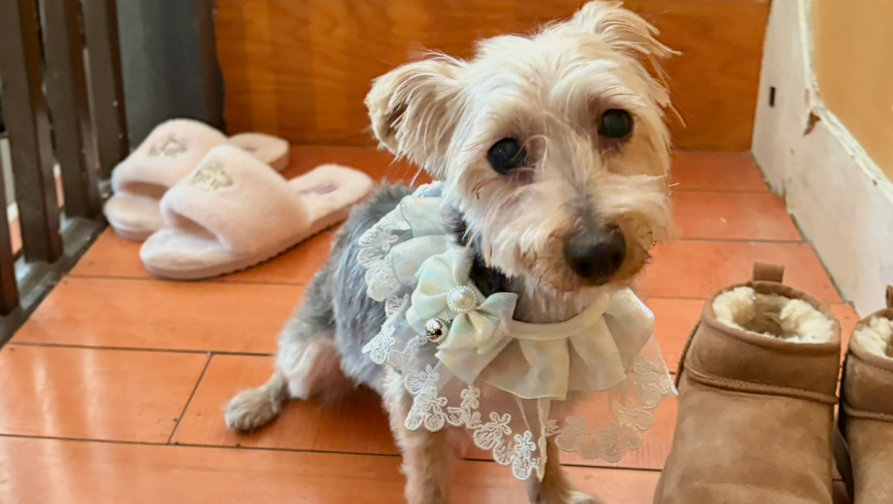 Save Mia: Fund Her Life-Saving Surgery