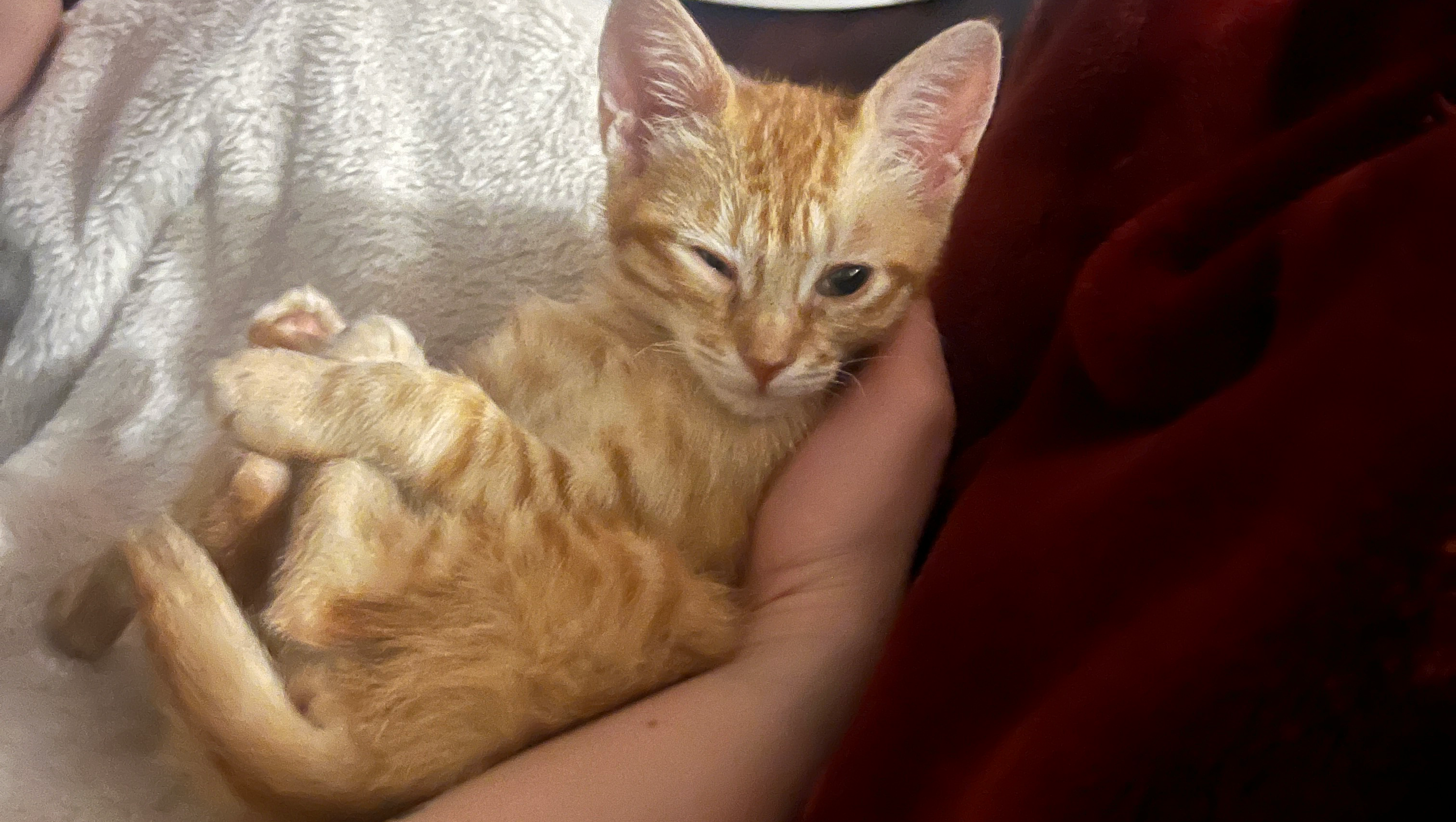 Sybil, a neurologically damaged kitten photo