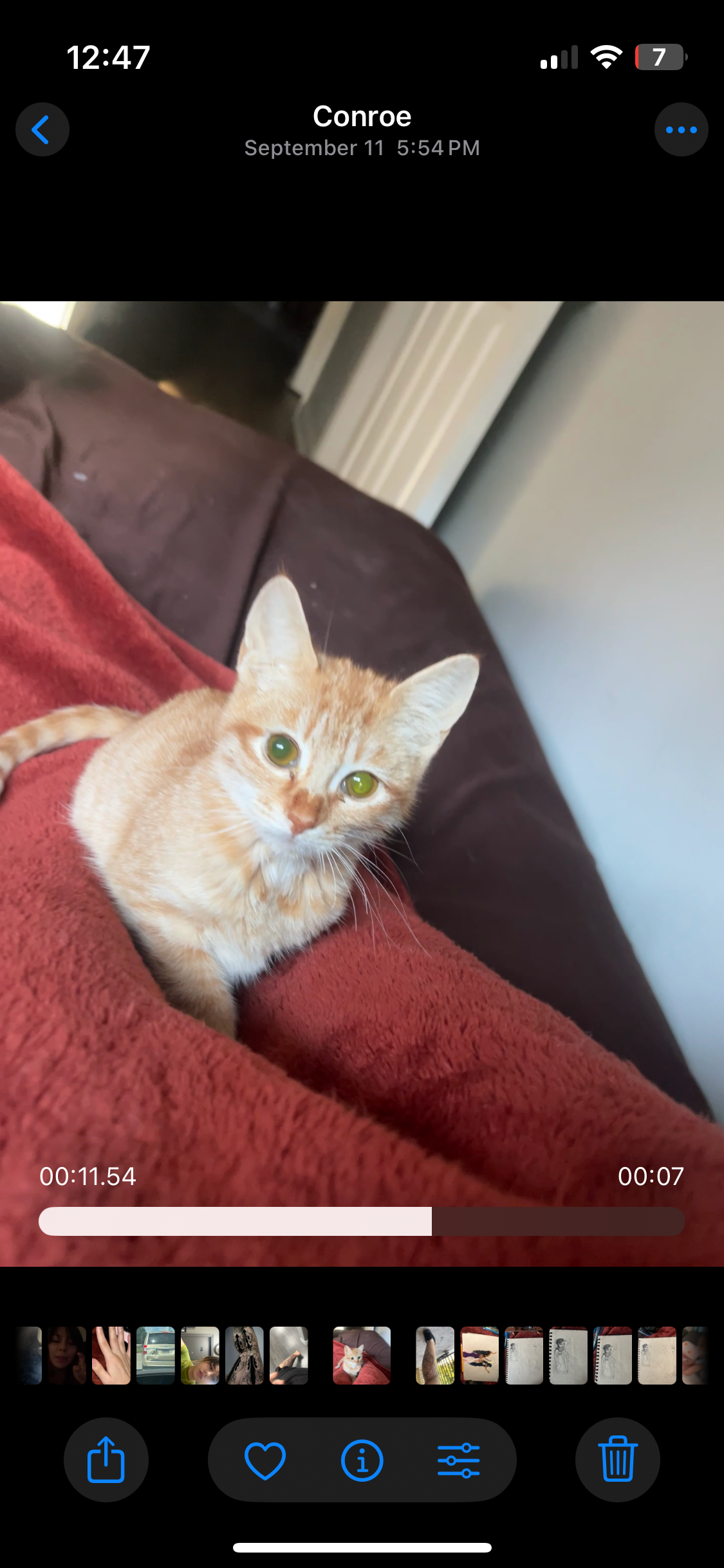 Sybil, a neurologically damaged kitten campaign photo, 4 of 5
