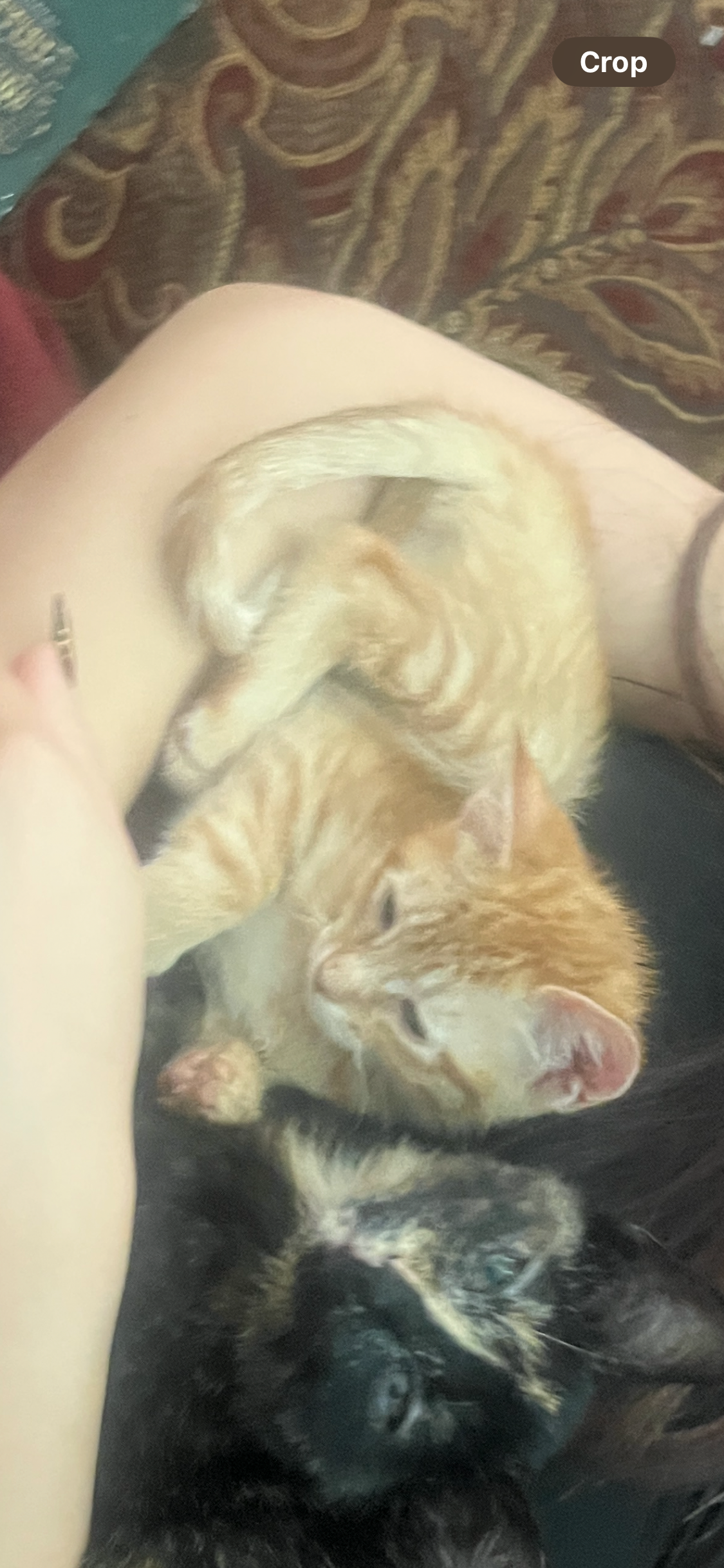 Sybil, a neurologically damaged kitten campaign photo, 2 of 5