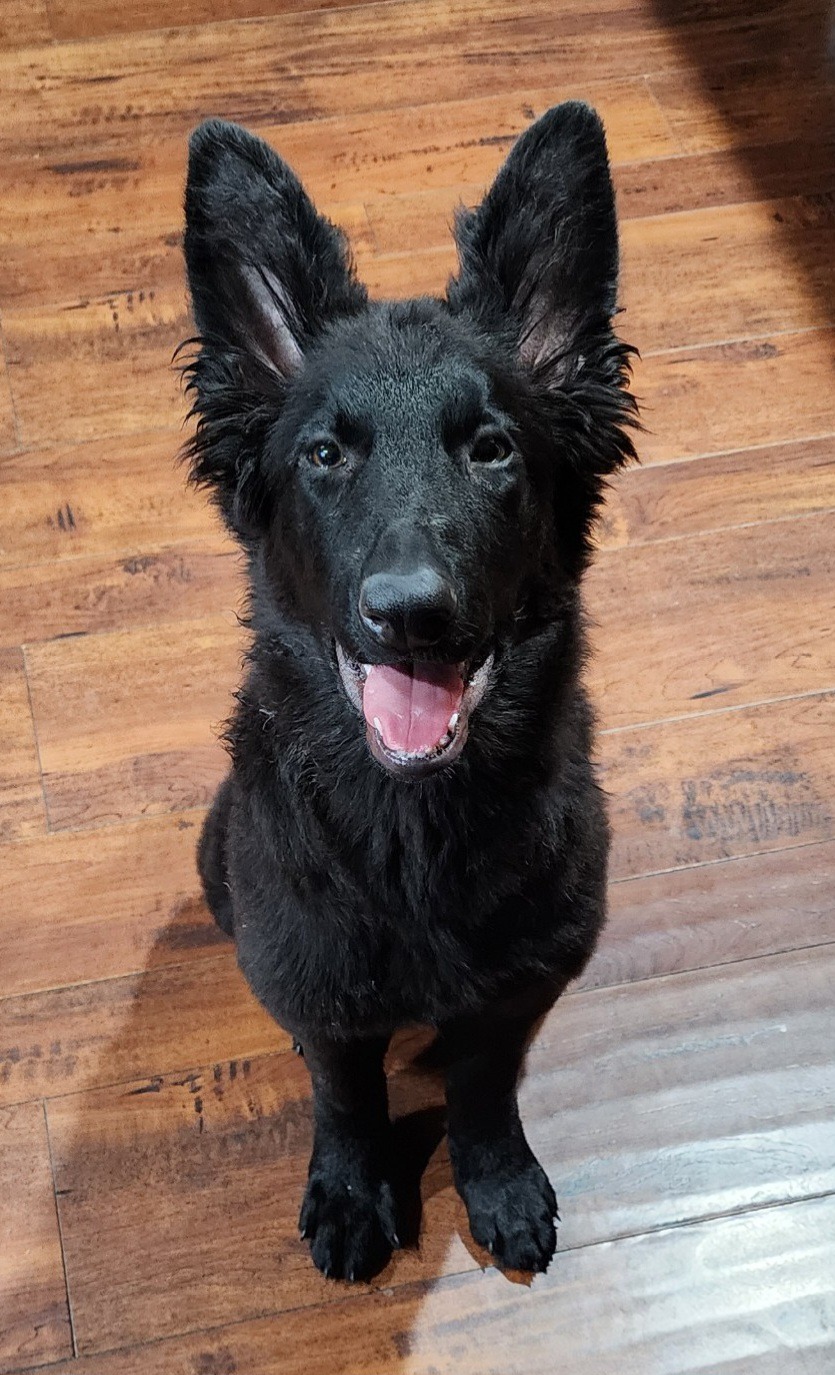 Help Raven Get Life-Saving Heart Surgery campaign photo, 7 of 8