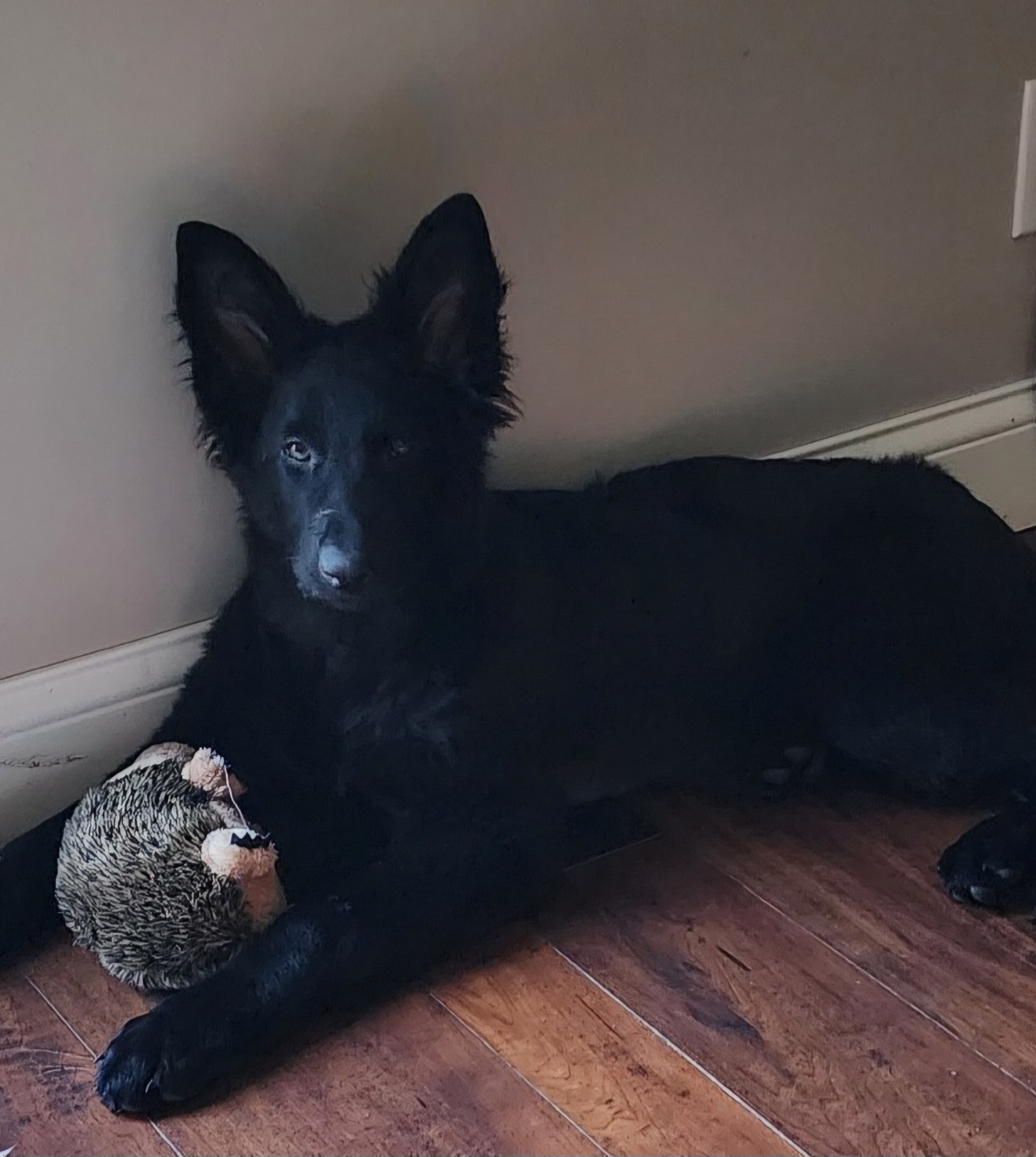 Help Raven Get Life-Saving Heart Surgery campaign photo, 4 of 8