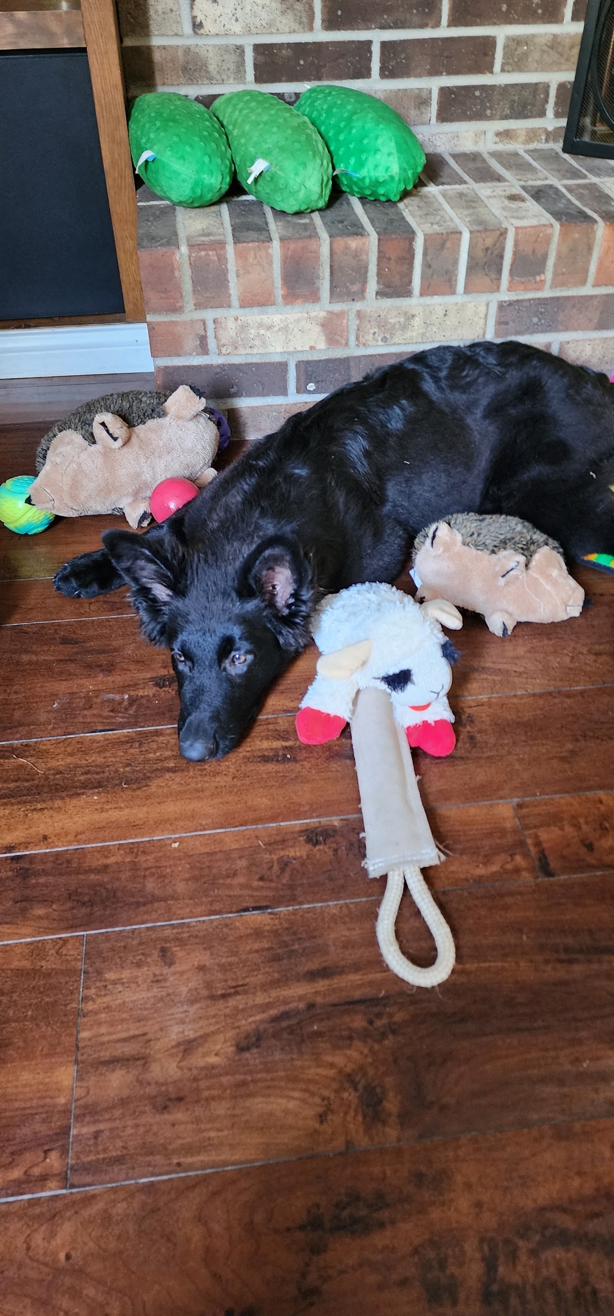 Help Raven Get Life-Saving Heart Surgery campaign photo, 2 of 8