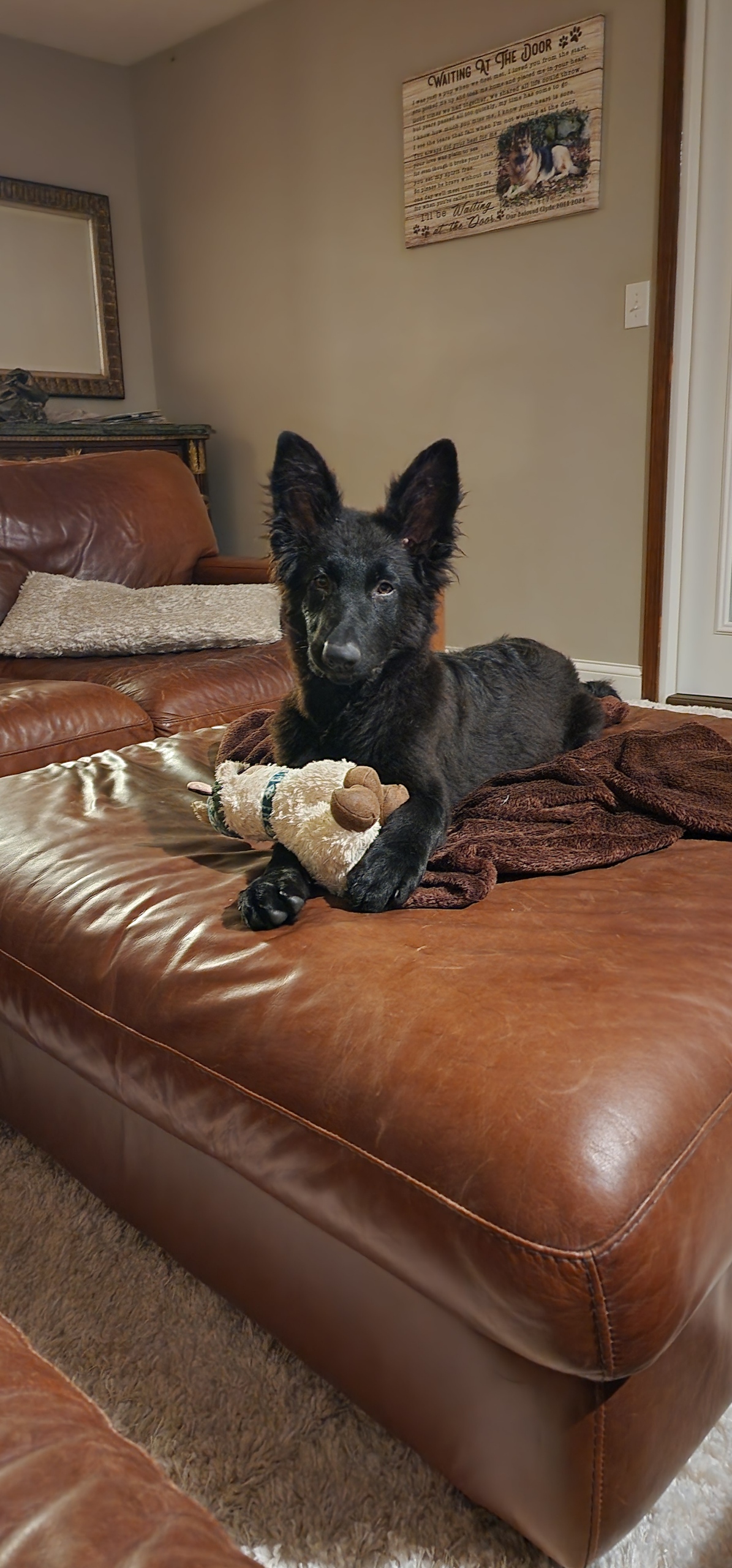 Help Raven Get Life-Saving Heart Surgery campaign photo, 6 of 8
