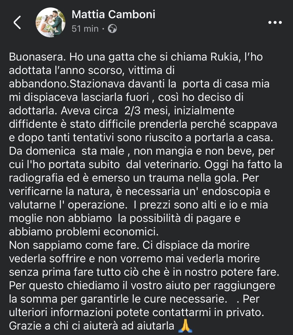 Donazione per l’endoscopia per la gatta e forse per l’operaz campaign photo, 6 of 7