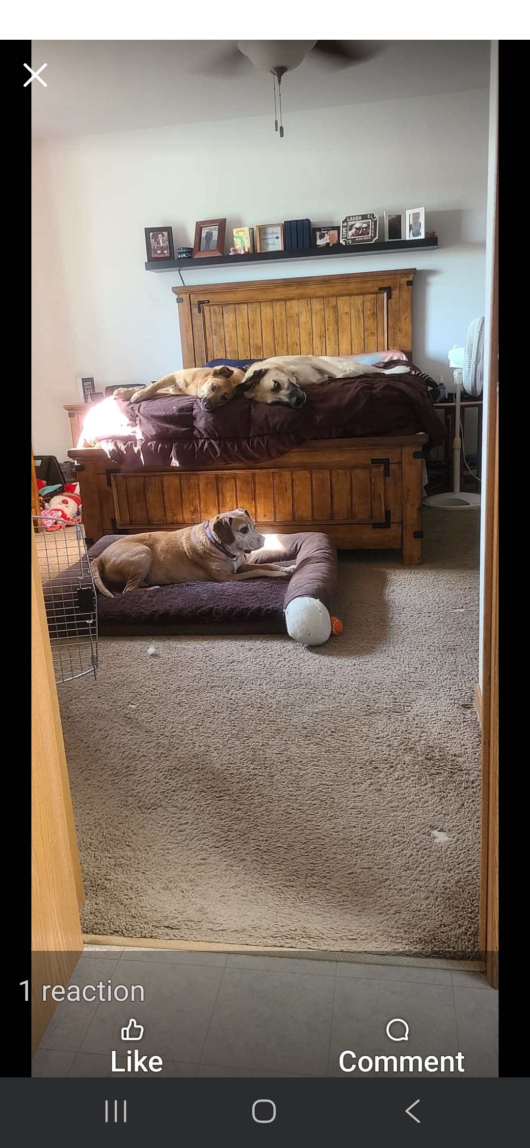 Help with our furr-babies, while dad is in the hospital. campaign photo, 5 of 7