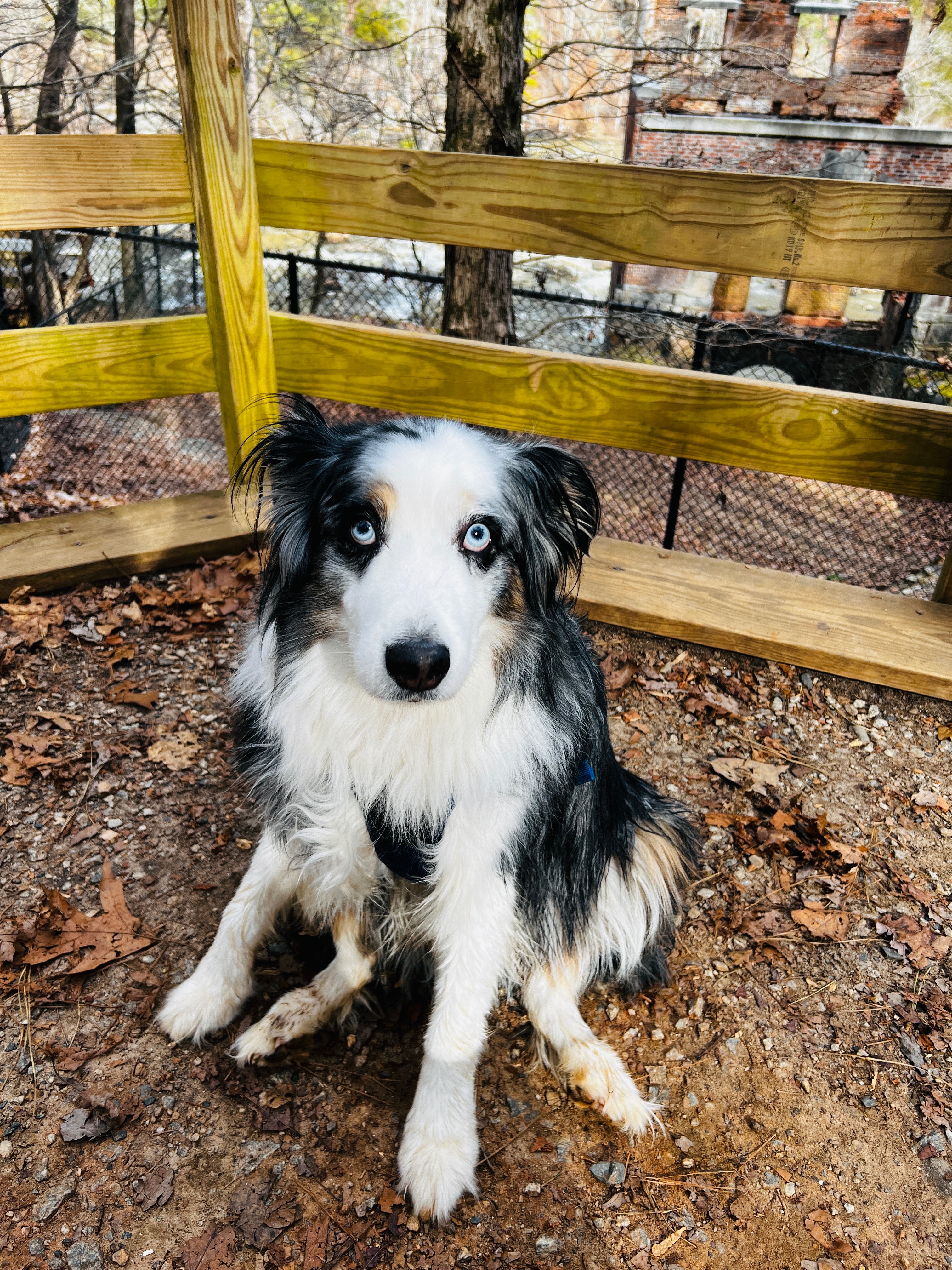 Save Ace! campaign photo, 5 of 8
