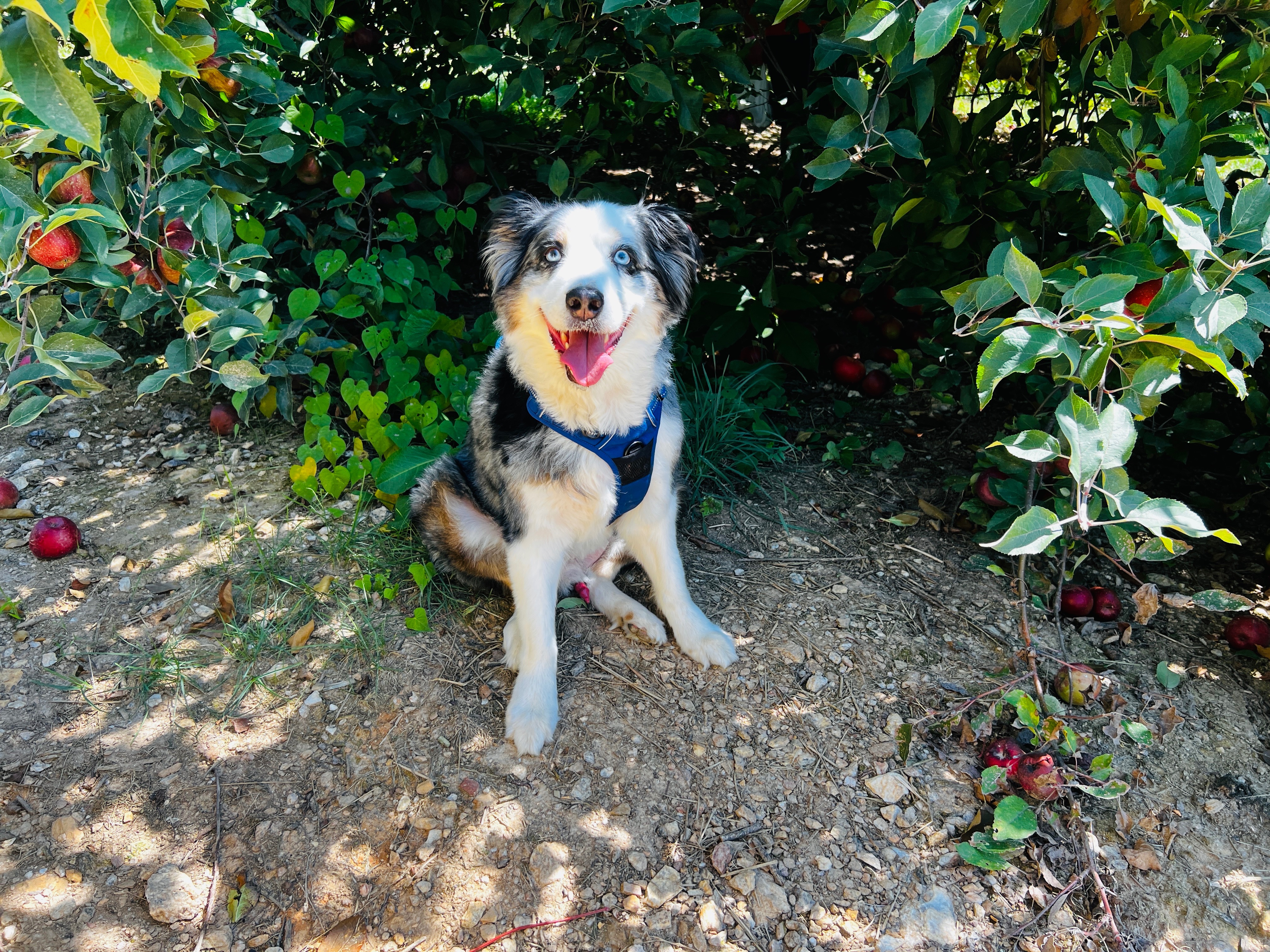 Save Ace! campaign photo, 6 of 8