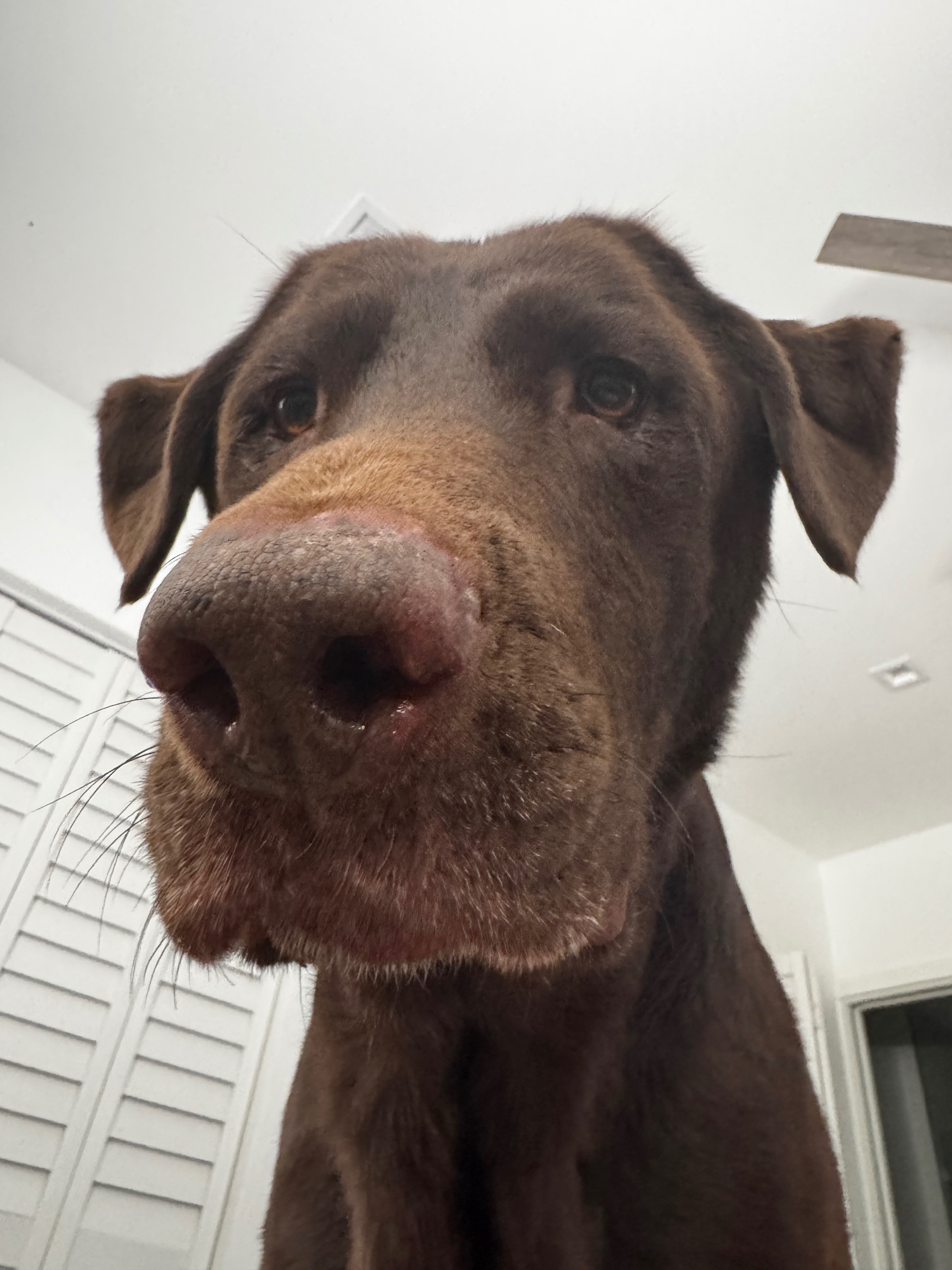 support for roscoe’s pancreatitis campaign photo, 4 of 7